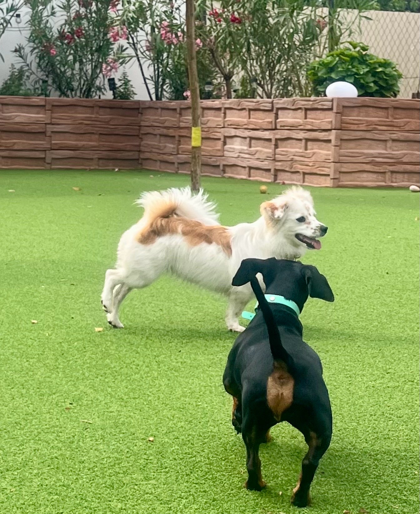 Livia Eszter Solymos szitter