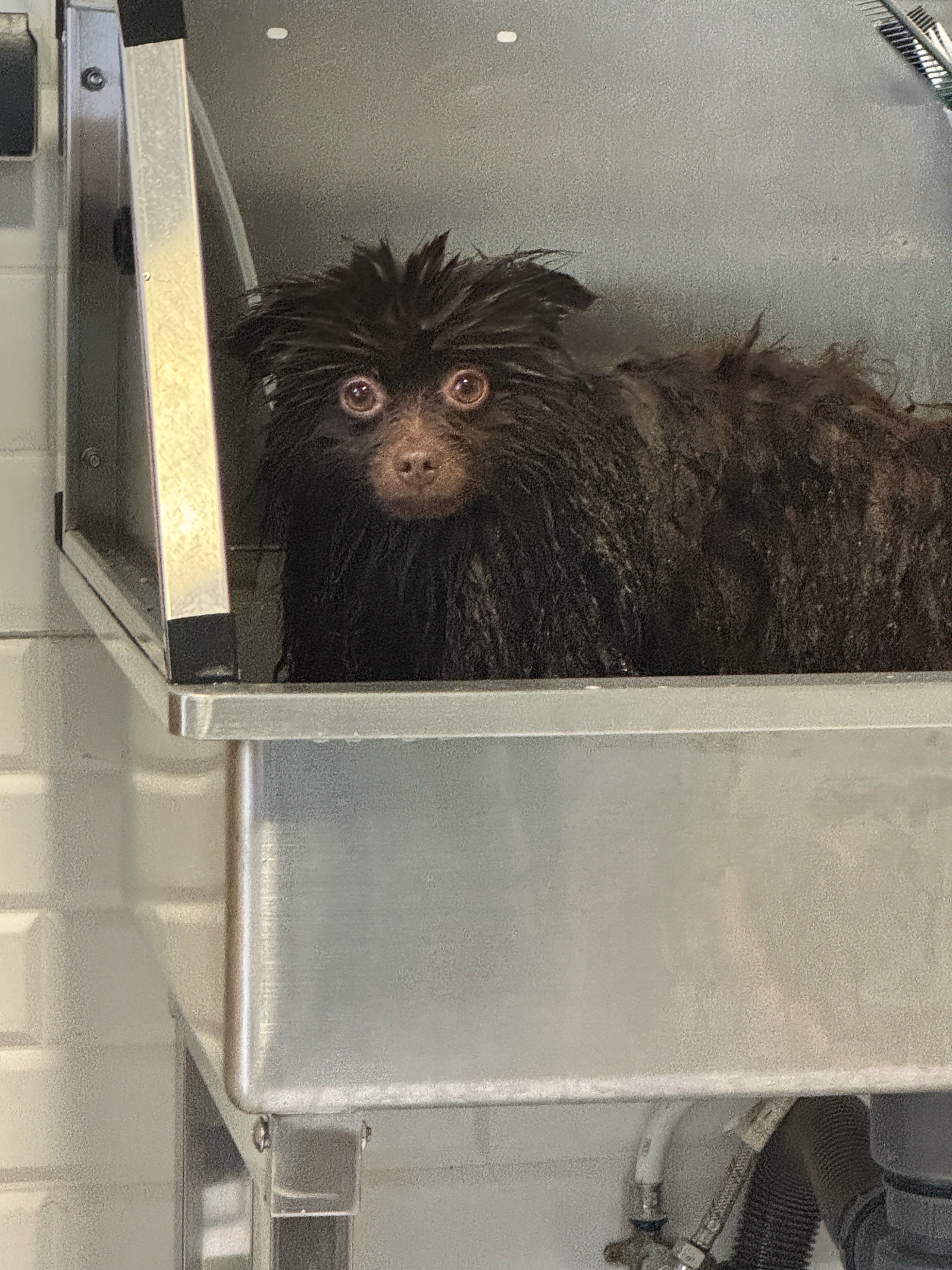 Spitz Grooming Kutyakozmetika galéria