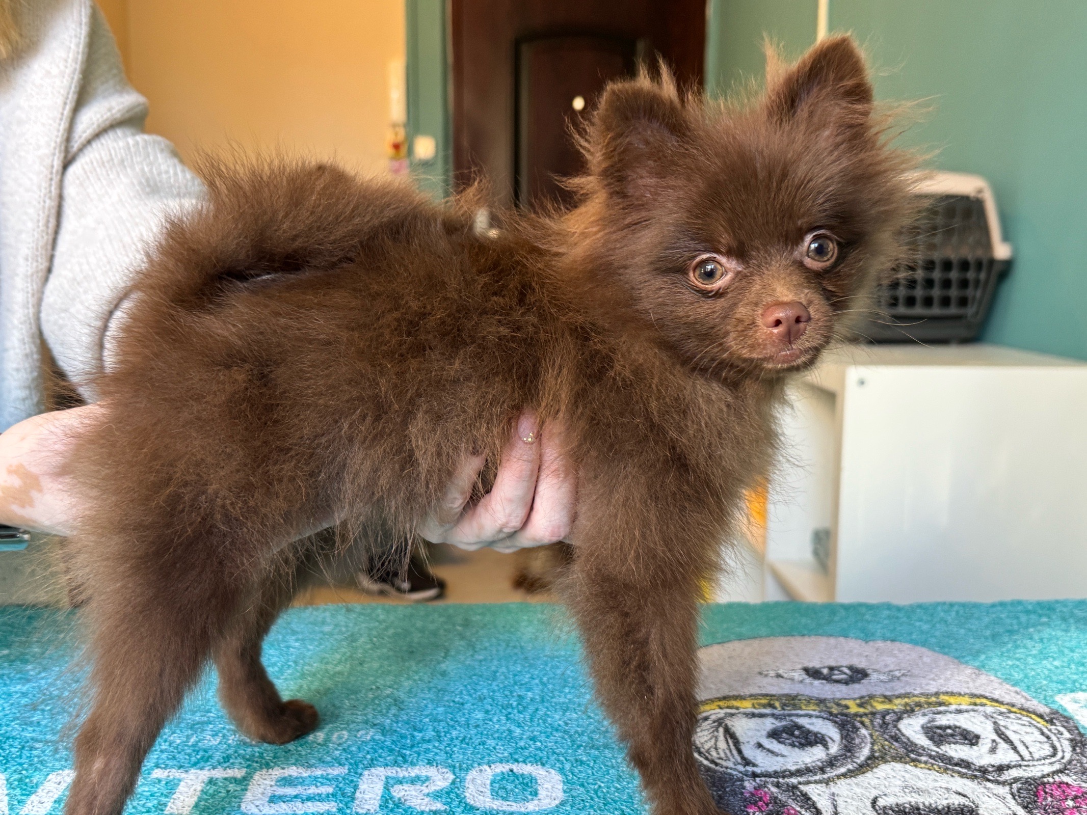 Spitz Grooming Kutyakozmetika galéria