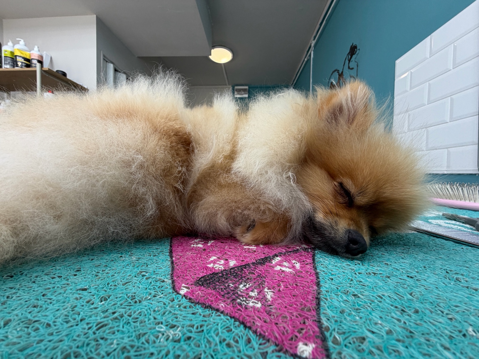 Spitz Grooming Kutyakozmetika galéria