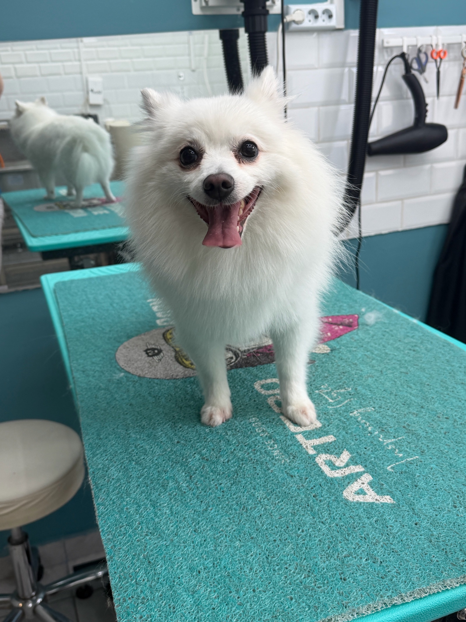 Spitz Grooming Kutyakozmetika galéria
