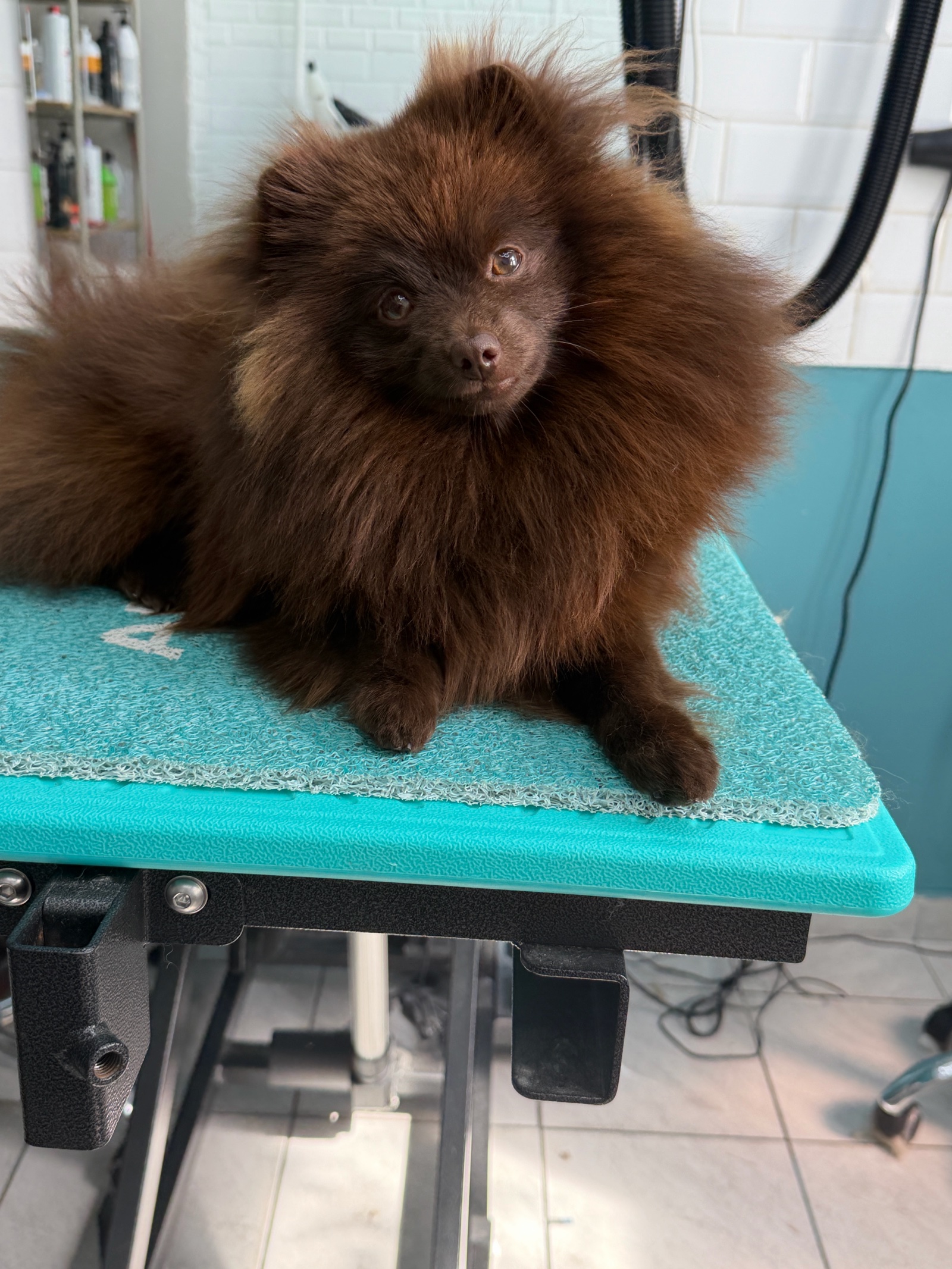 Spitz Grooming Kutyakozmetika galéria