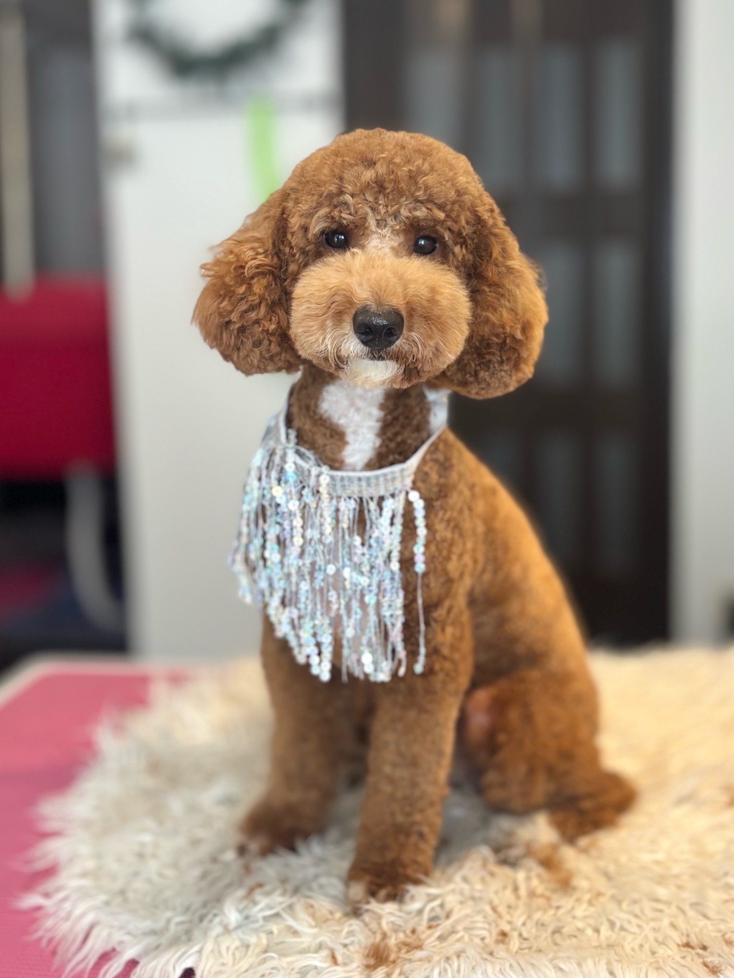 Óbunda kutyakozmetika