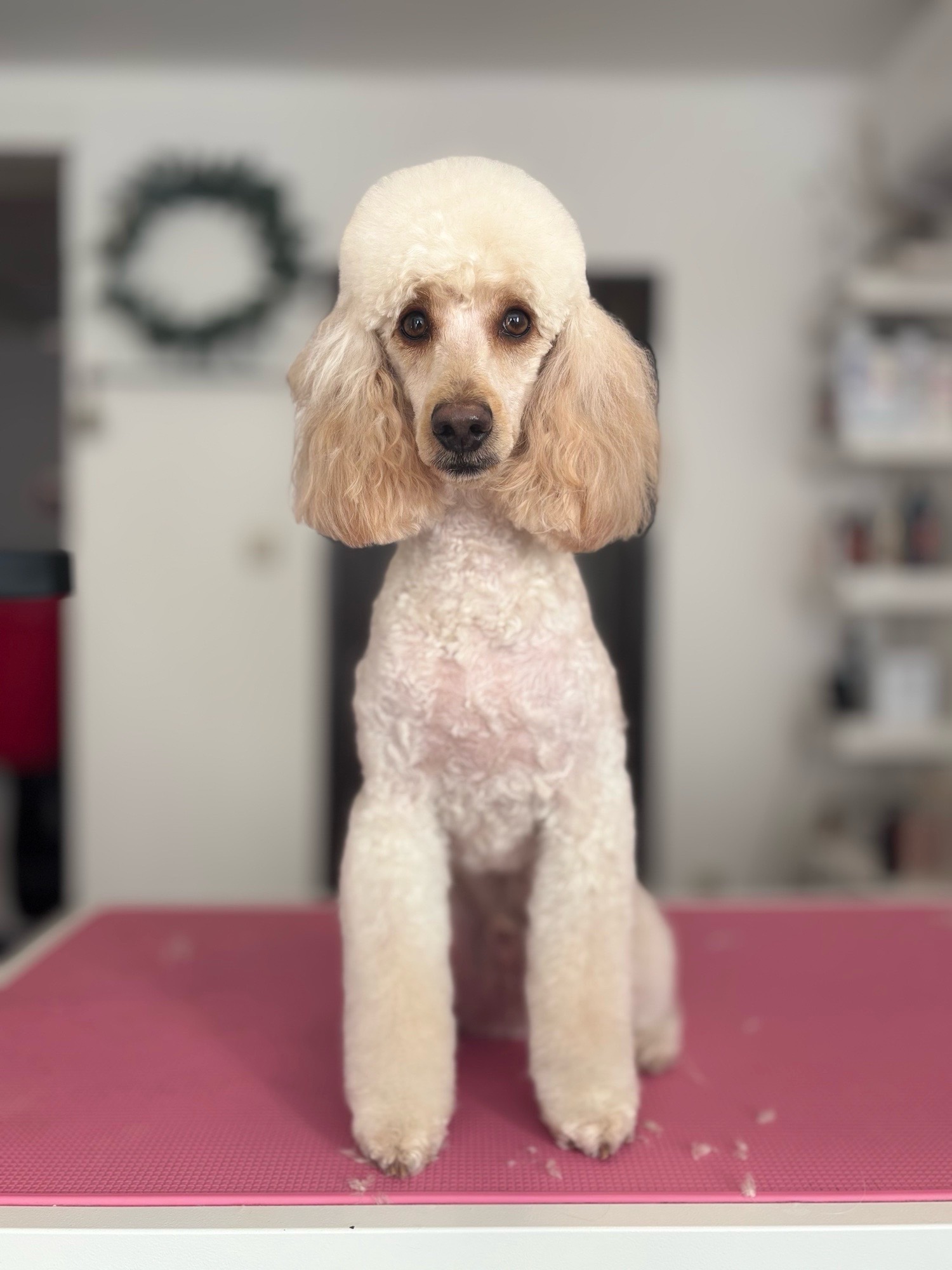 Óbunda kutyakozmetika galéria