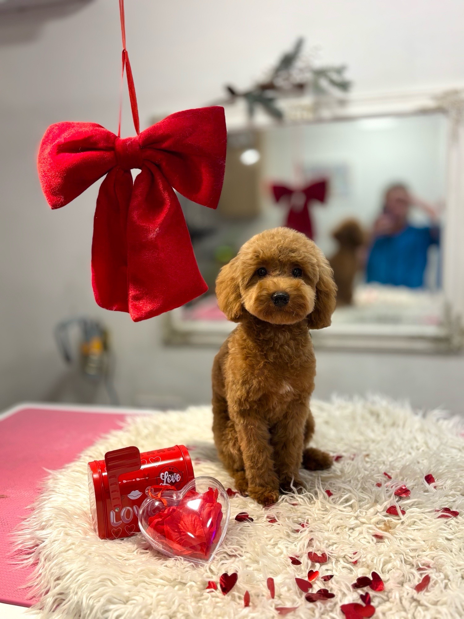 Óbunda kutyakozmetika galéria