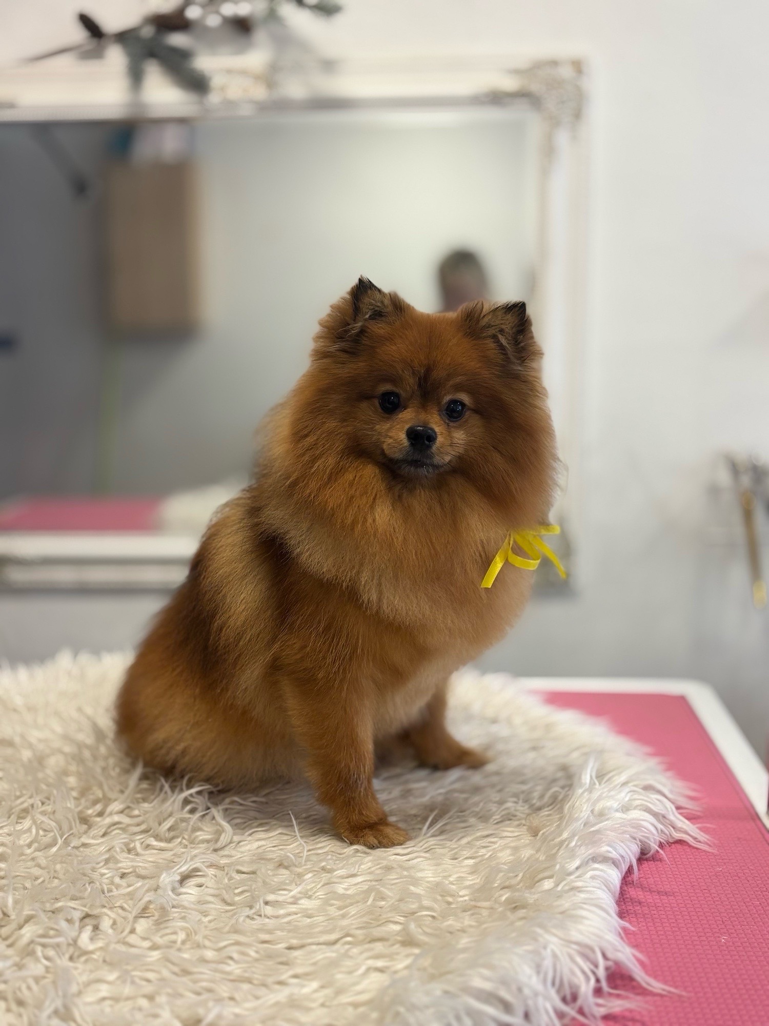 Óbunda kutyakozmetika galéria