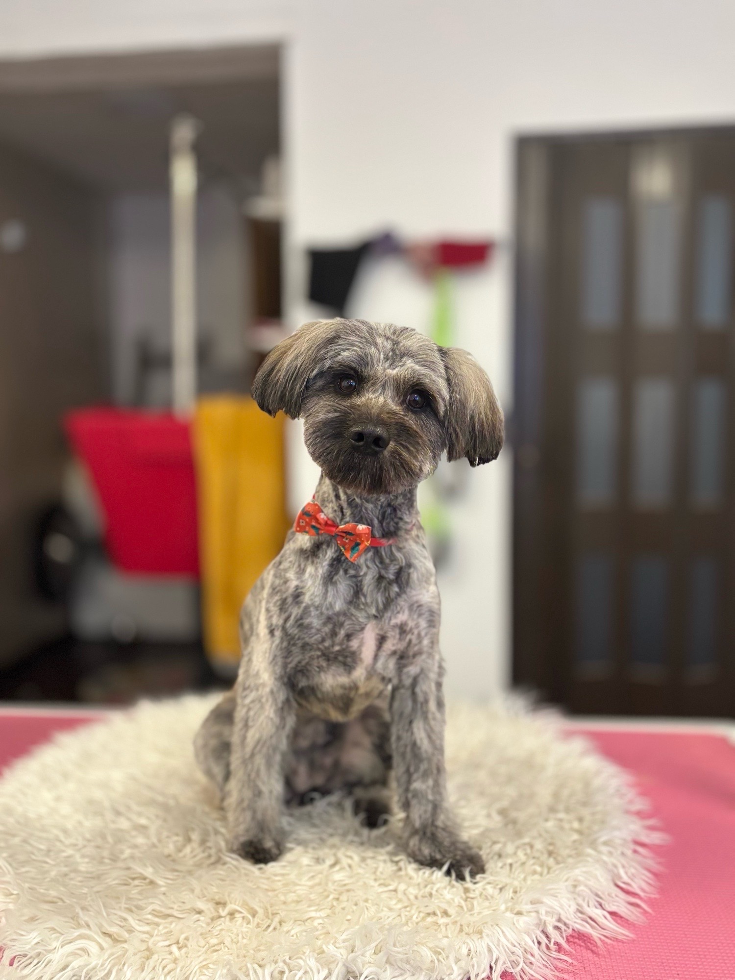 Óbunda kutyakozmetika galéria