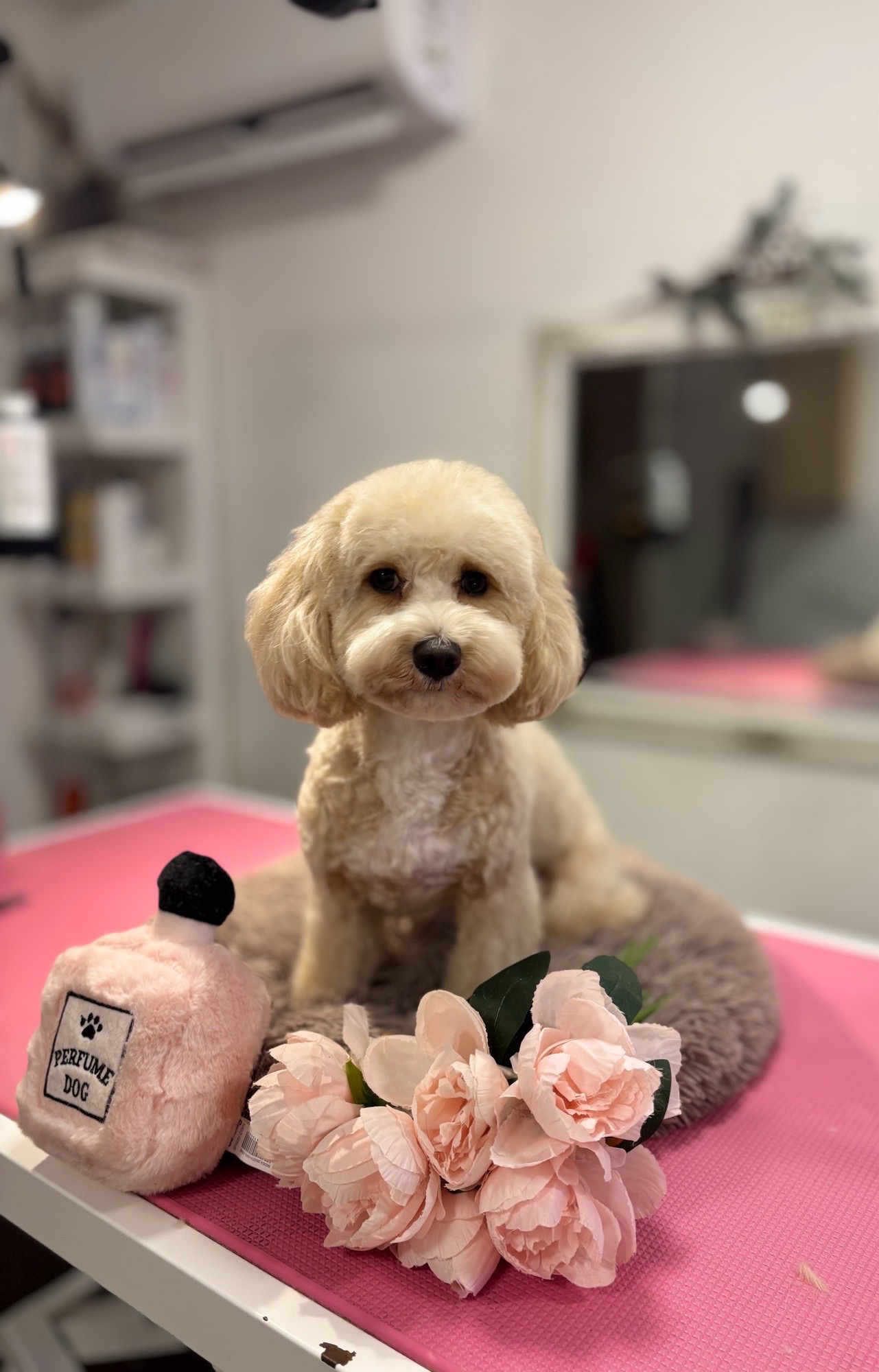 Óbunda kutyakozmetika galéria