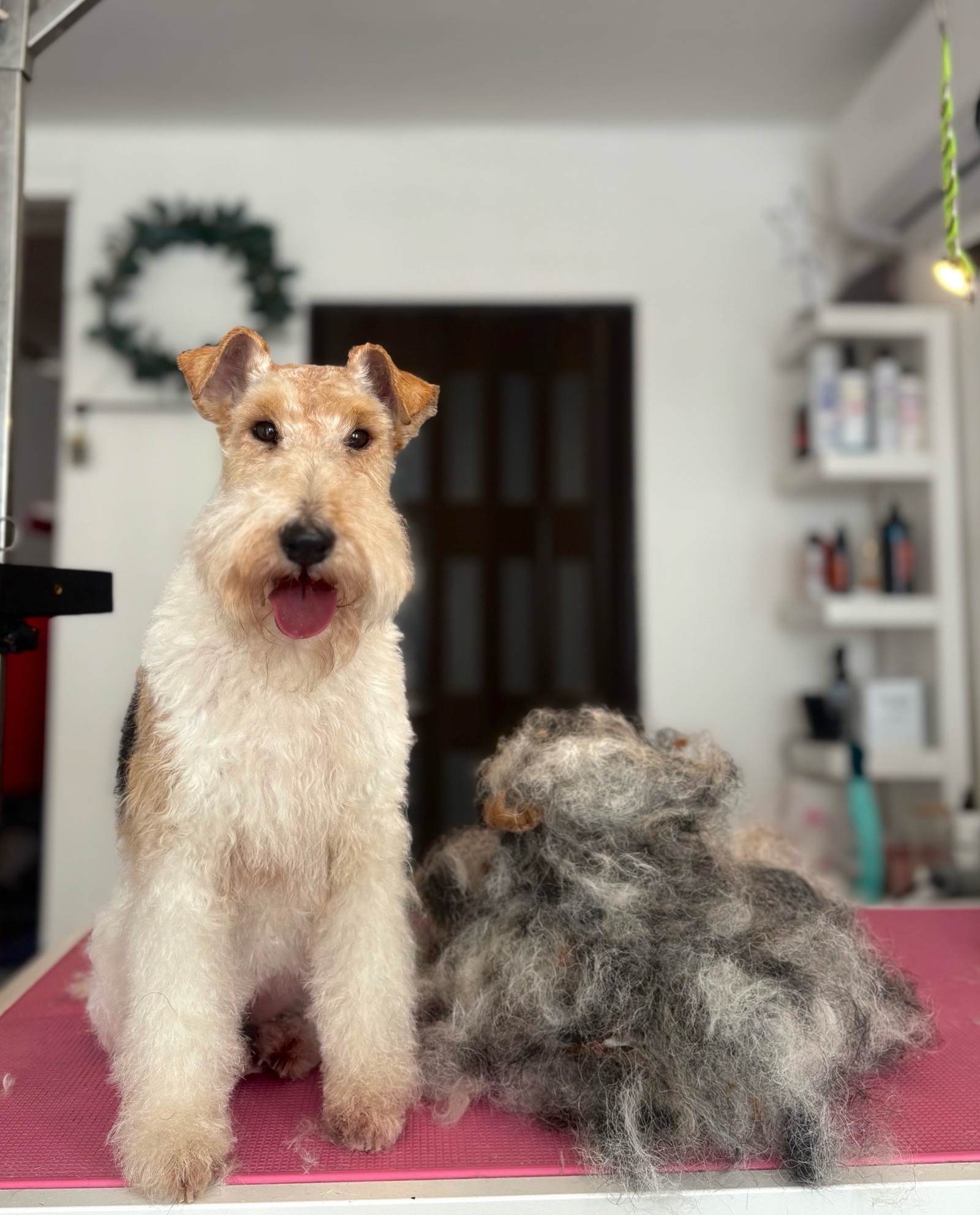 Óbunda kutyakozmetika galéria