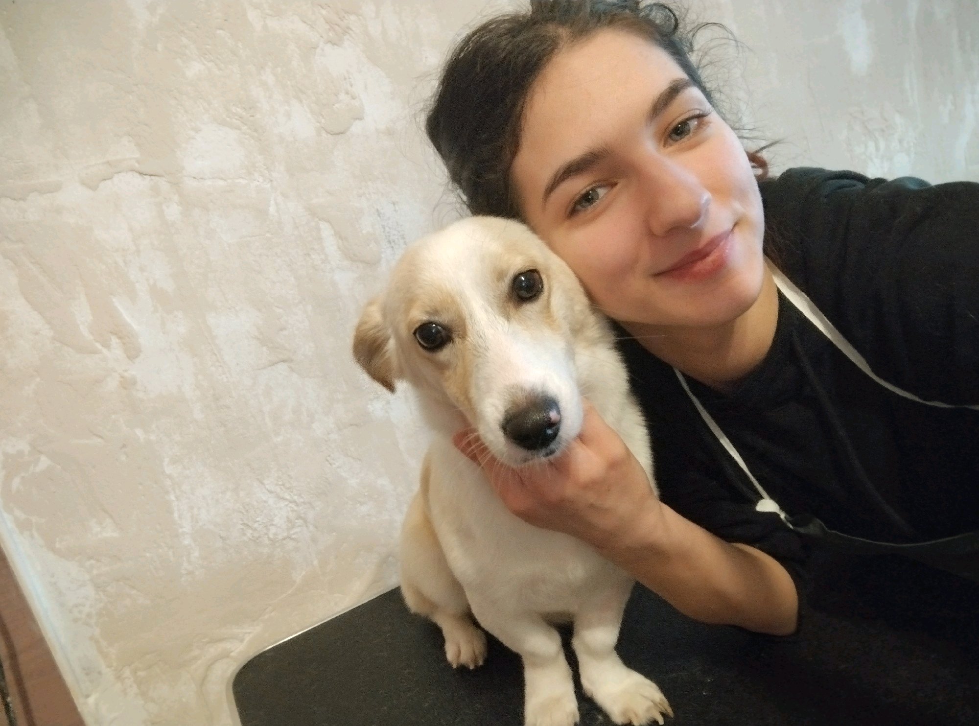 Bol-Dog Kutyakozmetika galéria