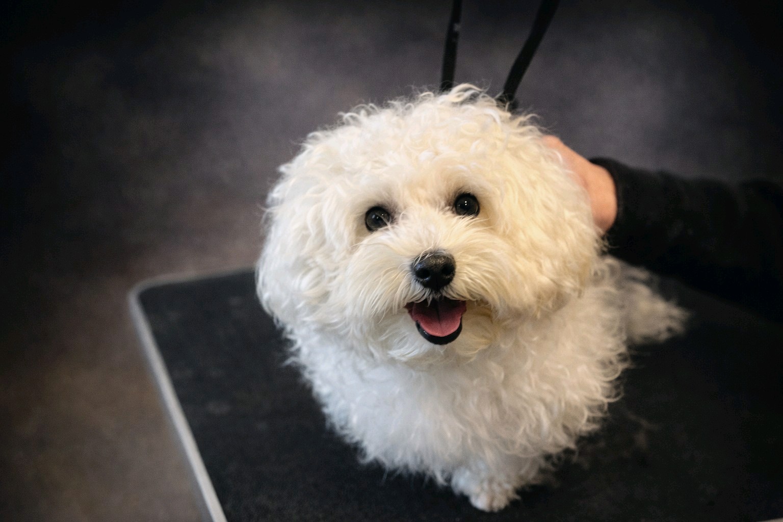 Bol-Dog Kutyakozmetika galéria