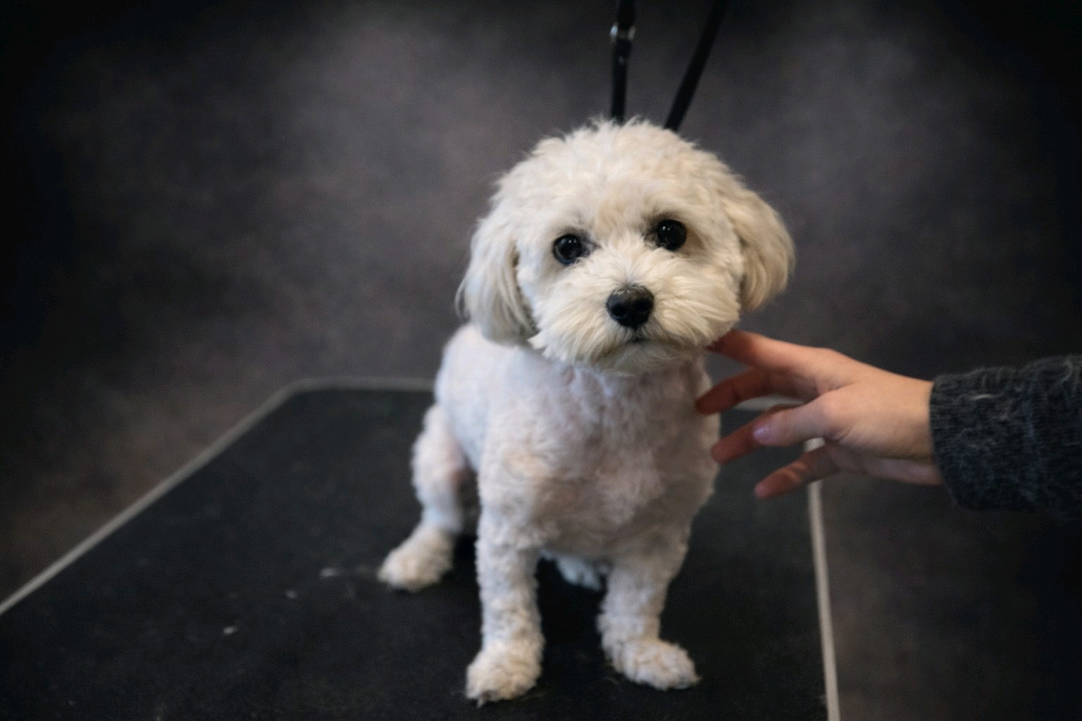 Bol-Dog Kutyakozmetika galéria