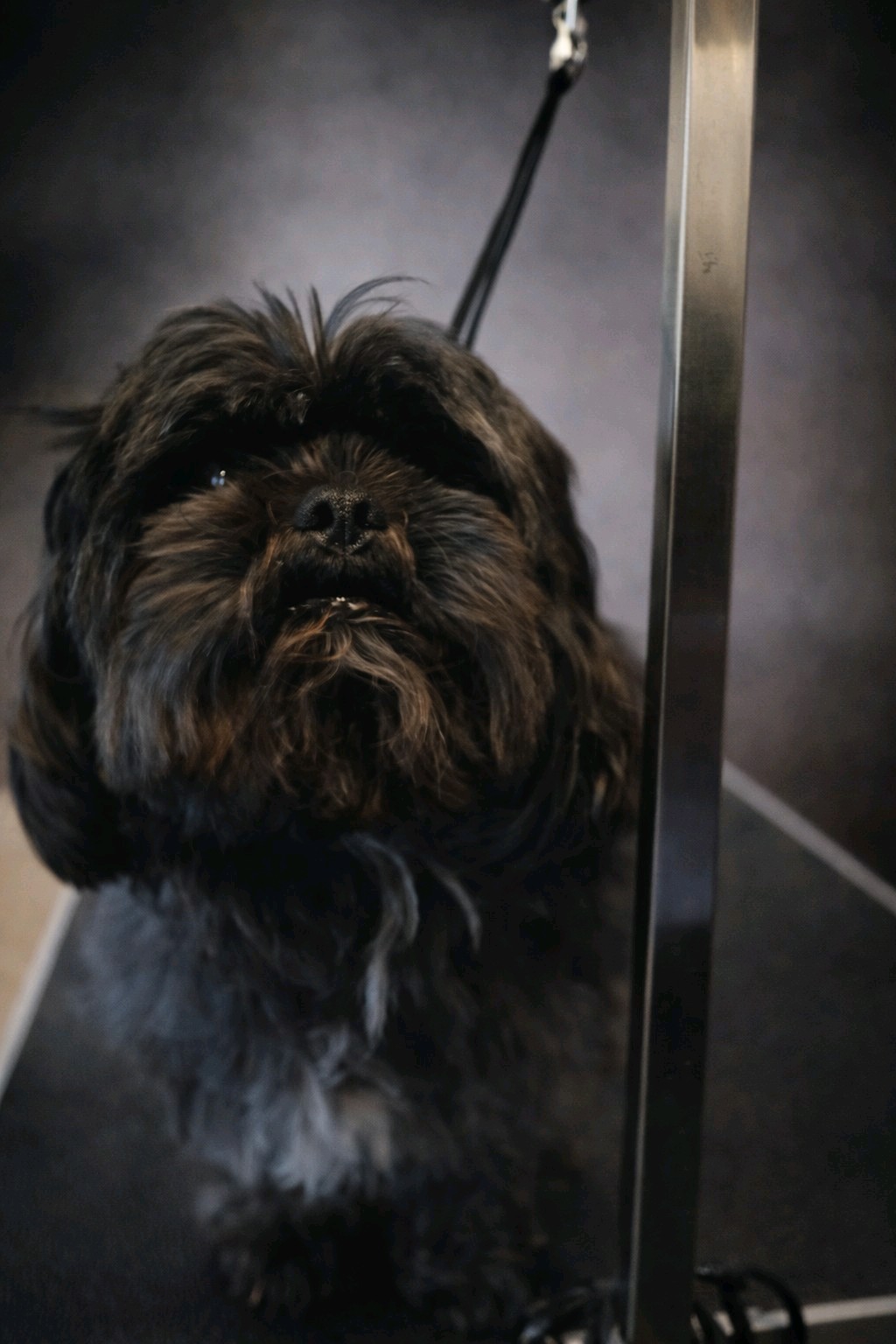 Bol-Dog Kutyakozmetika galéria