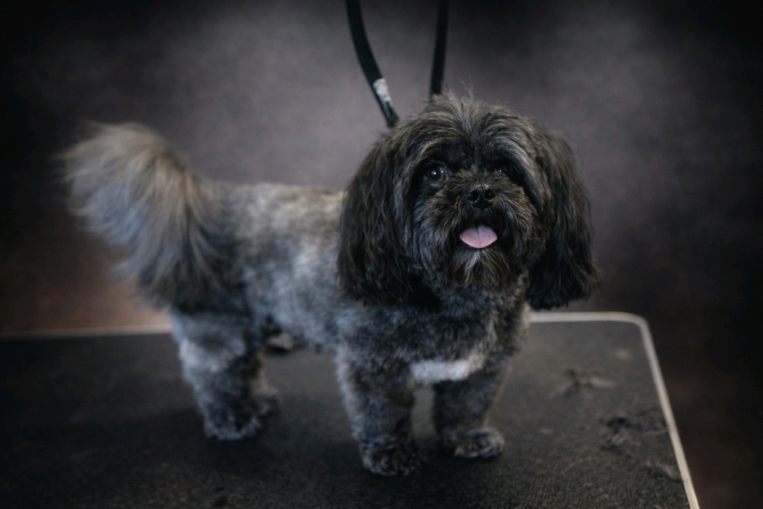 Bol-Dog Kutyakozmetika galéria