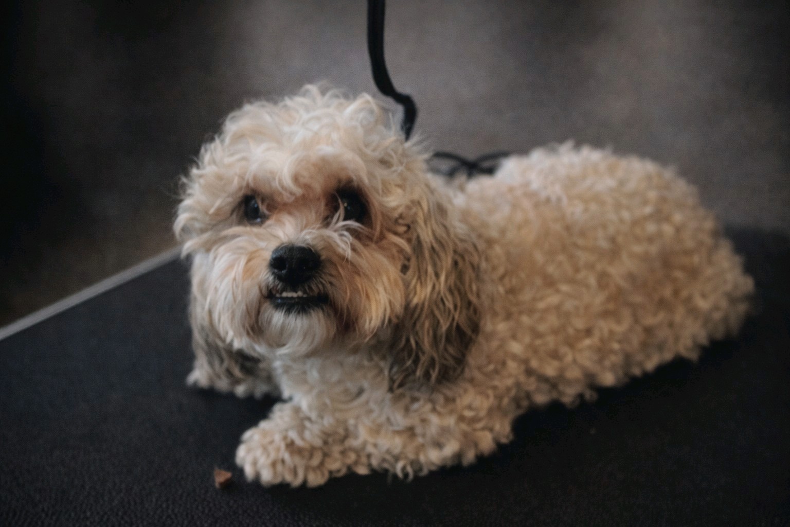 Bol-Dog Kutyakozmetika galéria