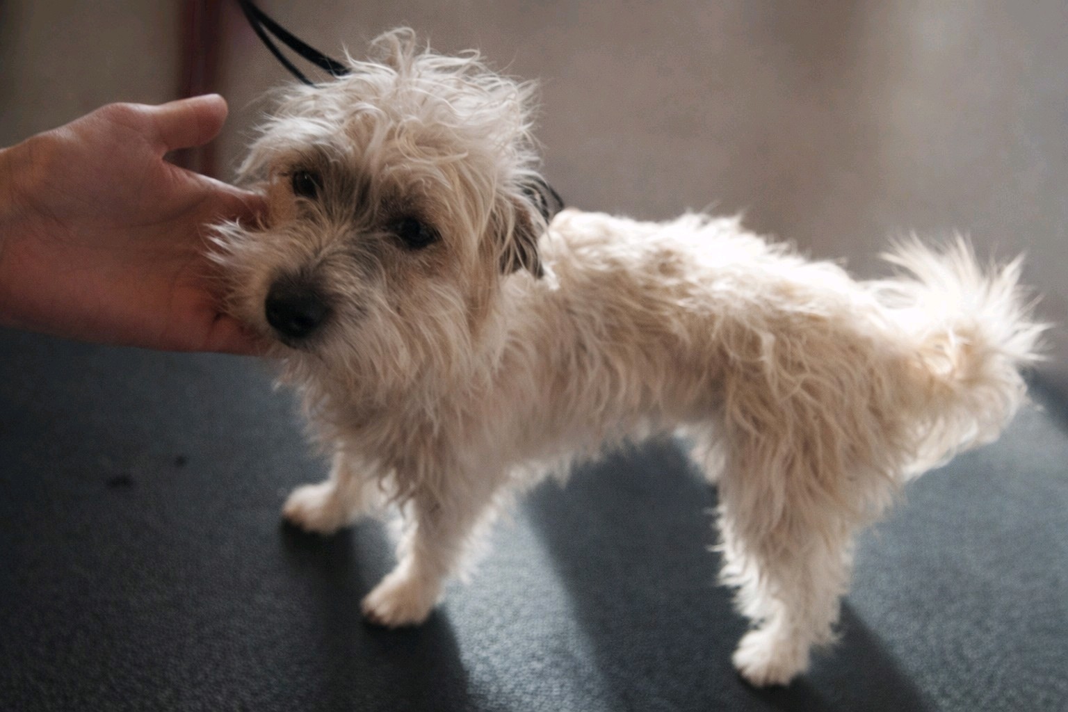 Bol-Dog Kutyakozmetika galéria