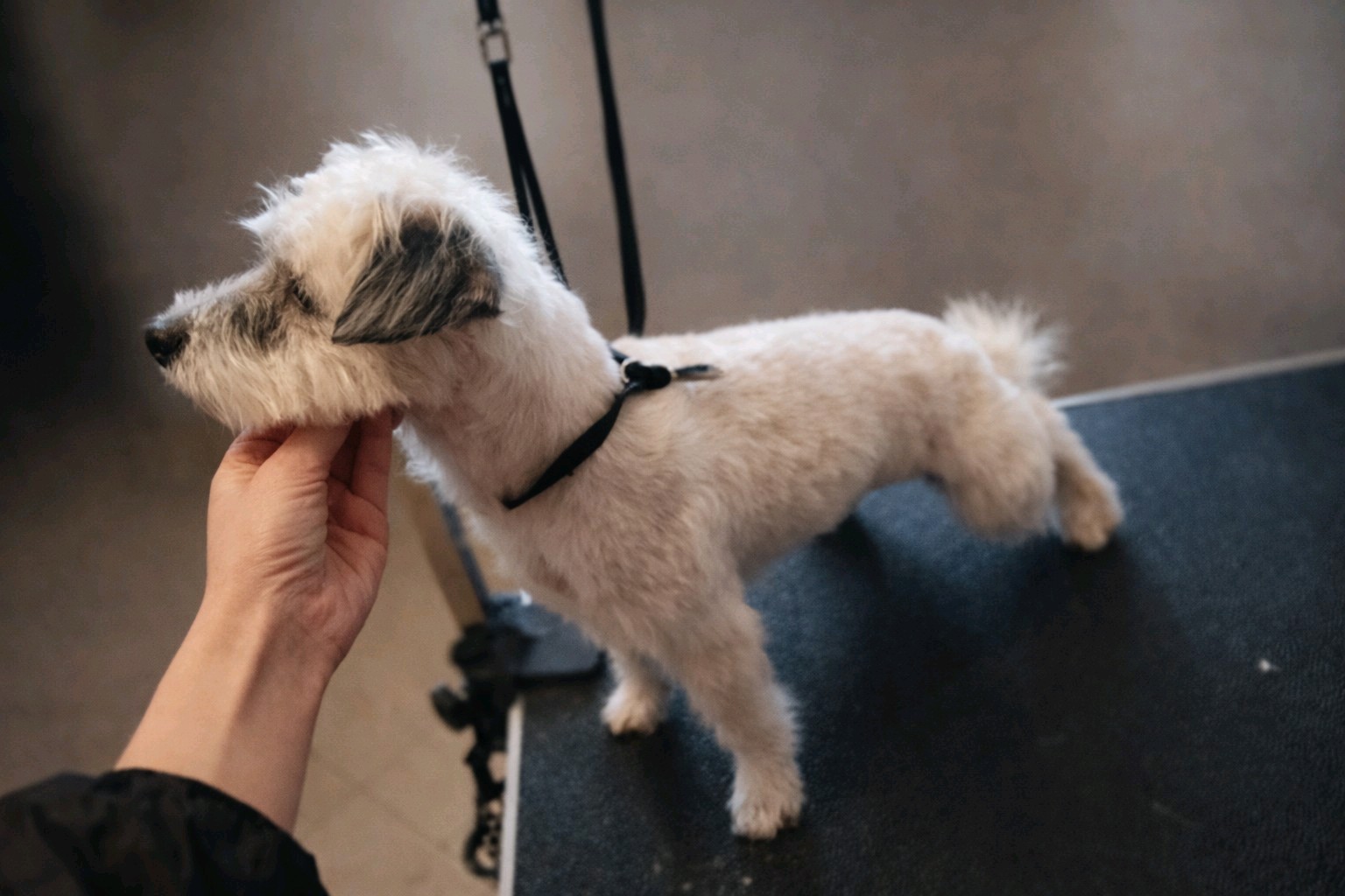 Bol-Dog Kutyakozmetika galéria