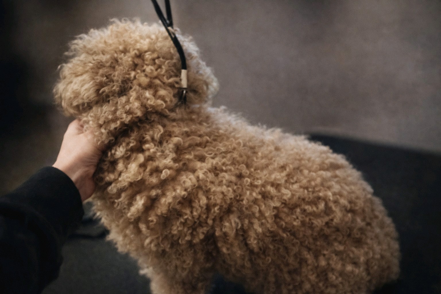 Bol-Dog Kutyakozmetika galéria