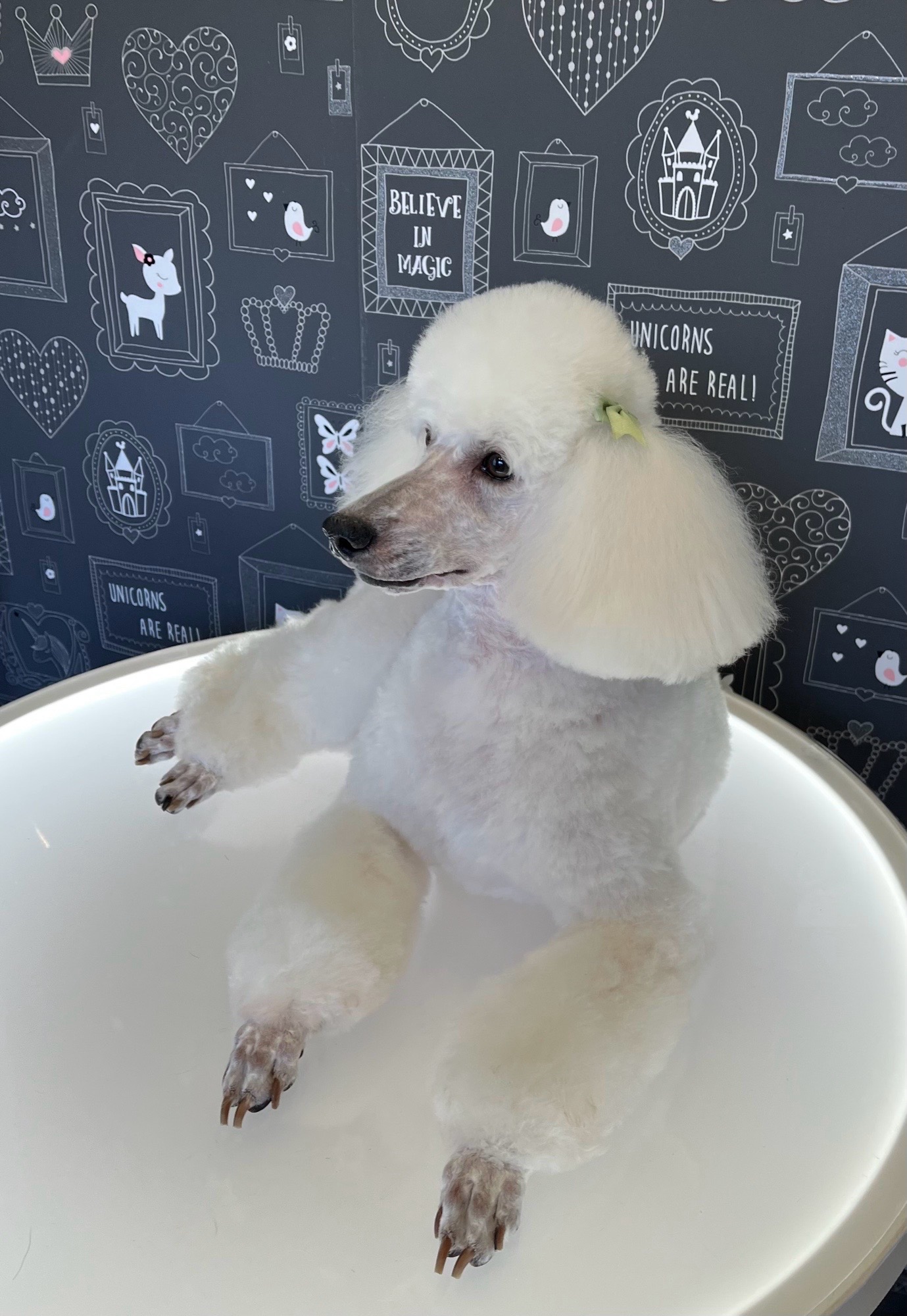 Borcsa Kutyakozmetikája galéria