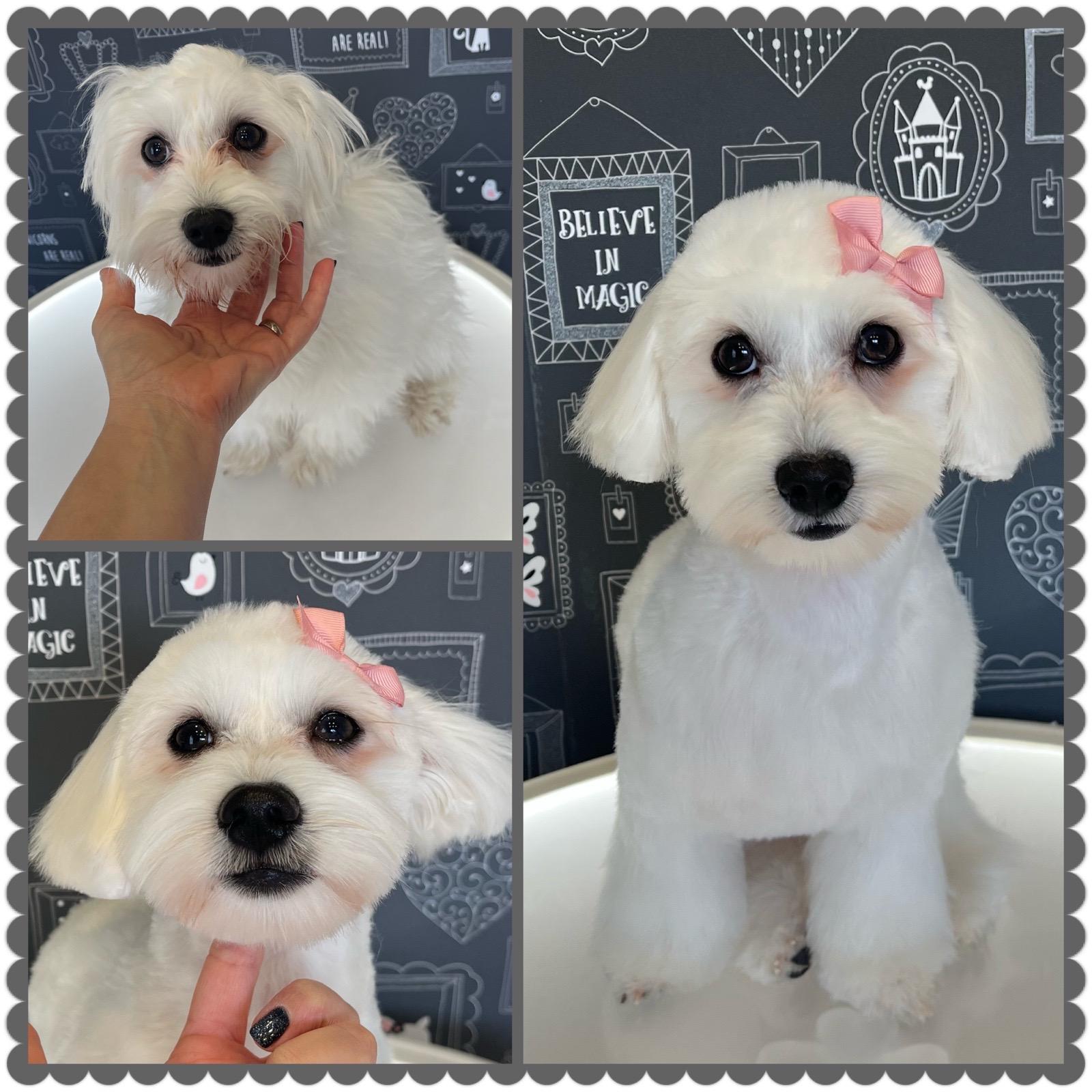 Borcsa Kutyakozmetikája galéria