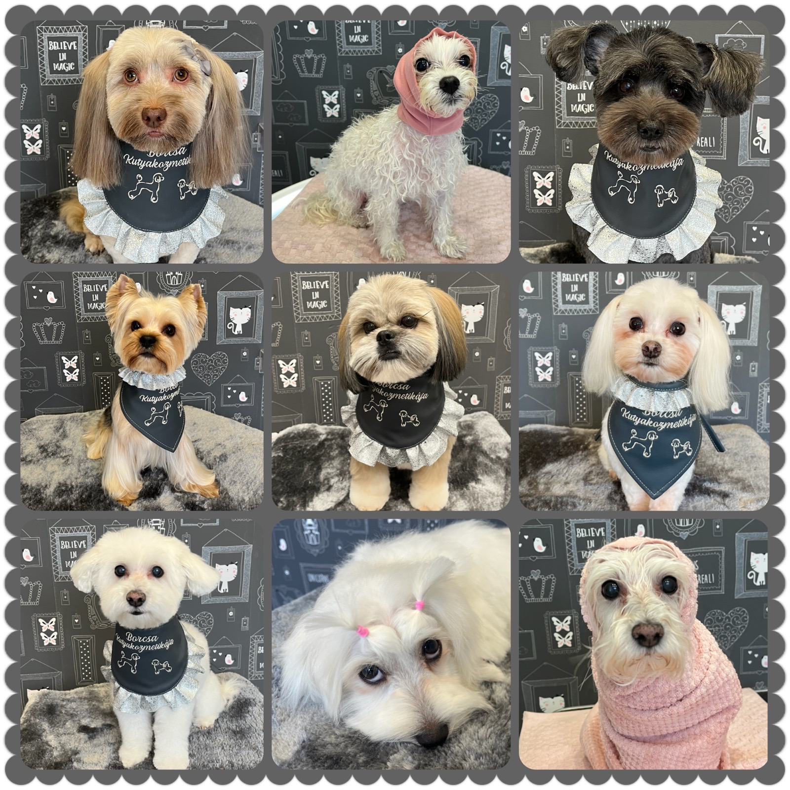 Borcsa Kutyakozmetikája galéria