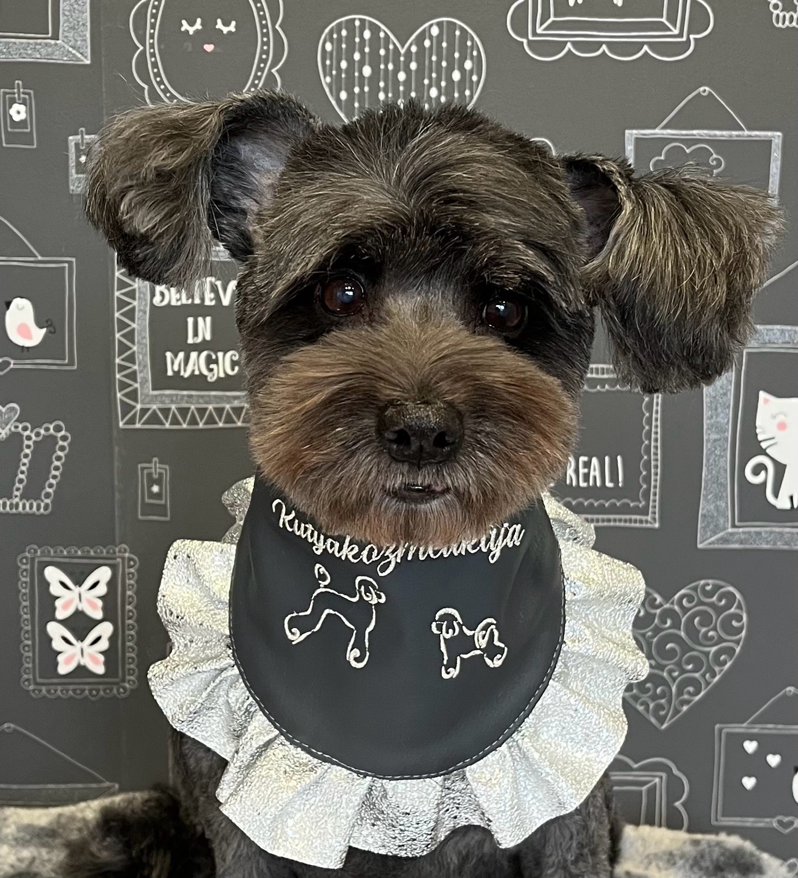 Borcsa Kutyakozmetikája galéria