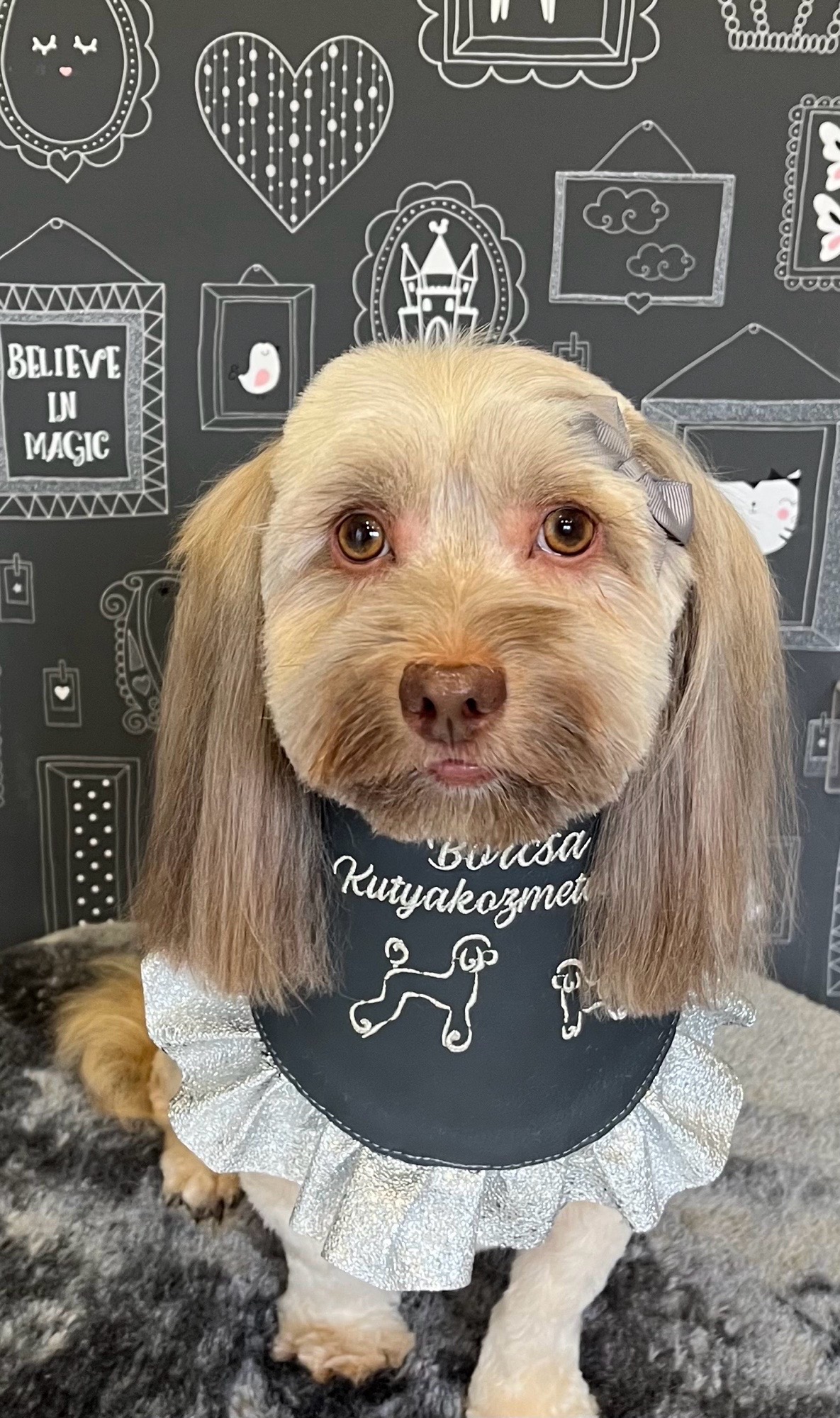 Borcsa Kutyakozmetikája galéria