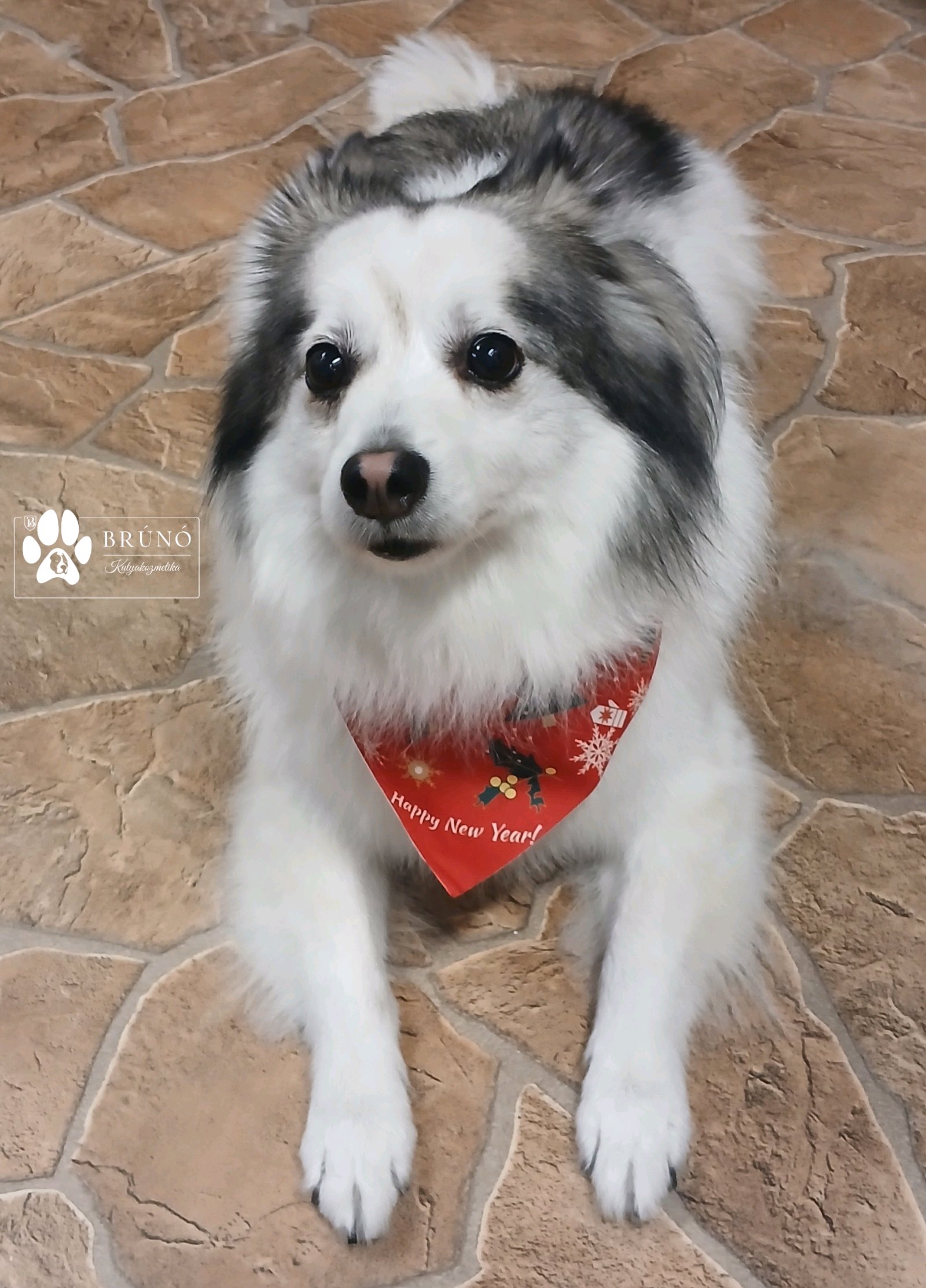 Brúnó Kutyakozmetika galéria