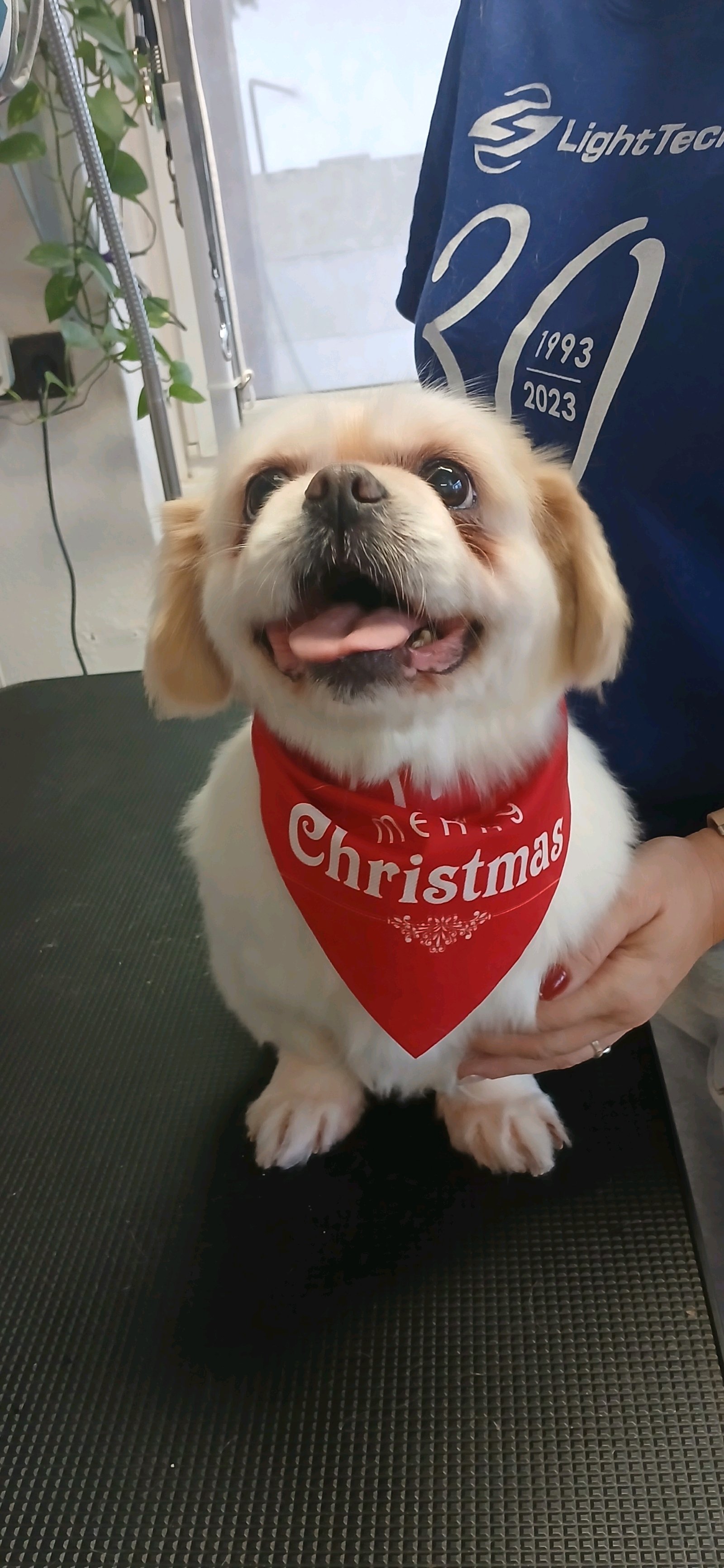 Brúnó Kutyakozmetika galéria