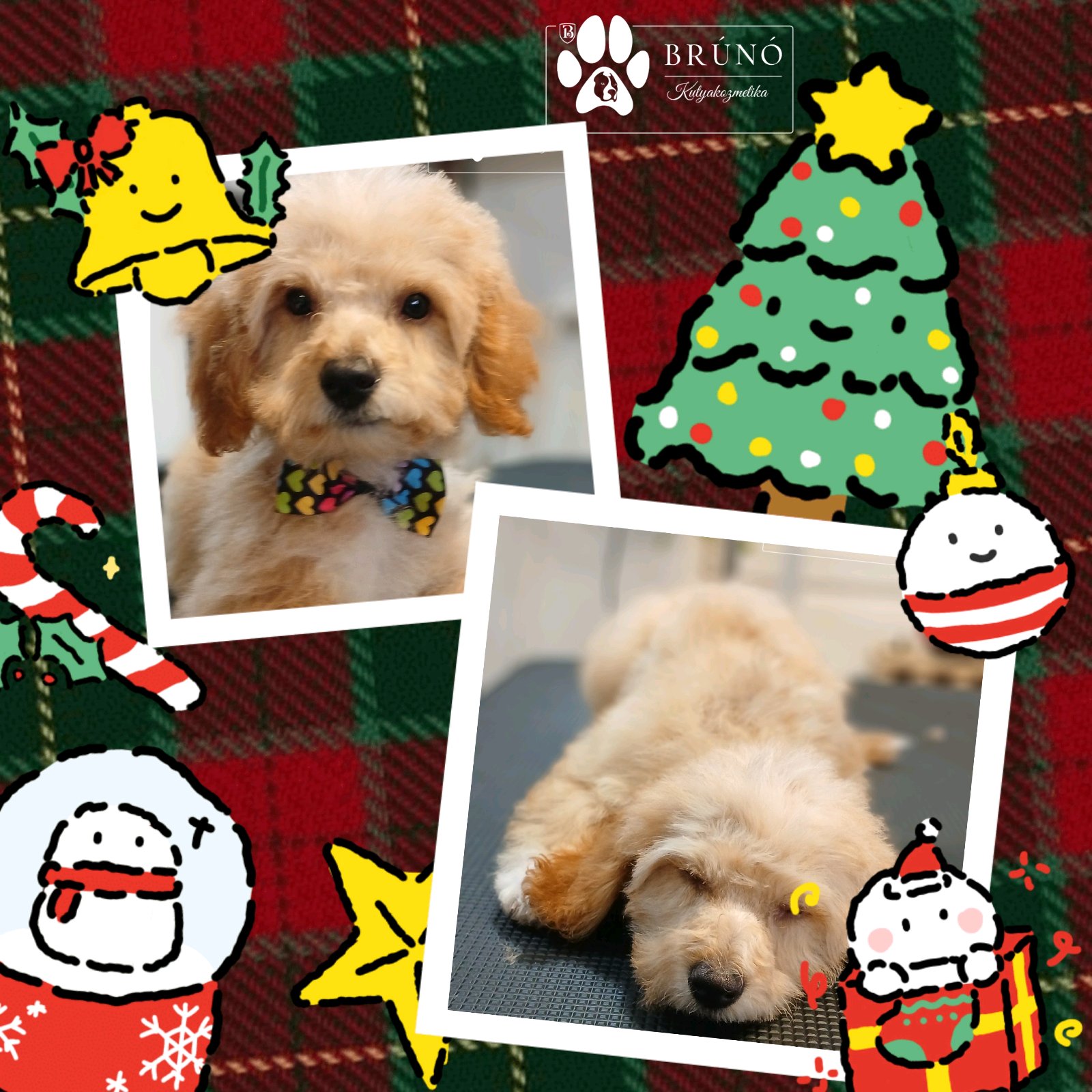 Brúnó Kutyakozmetika galéria