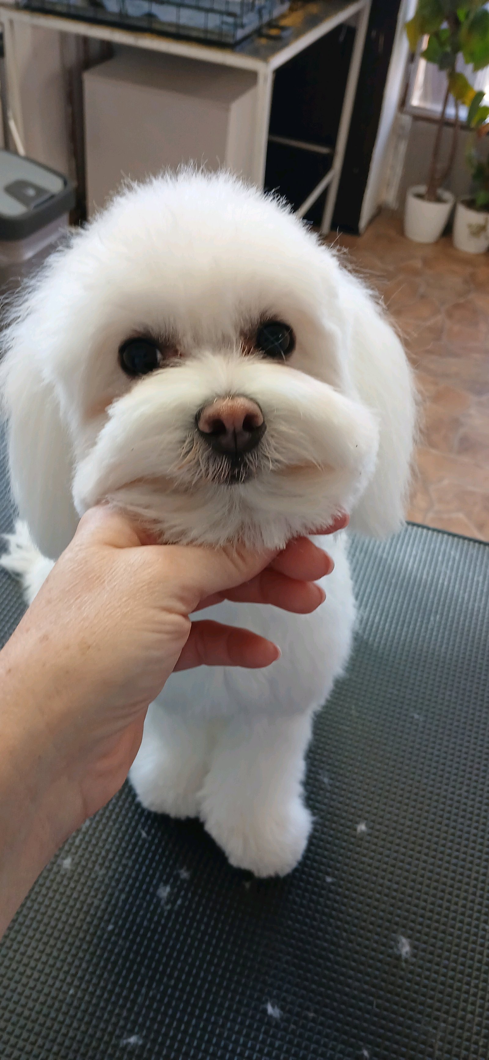 Brúnó Kutyakozmetika galéria