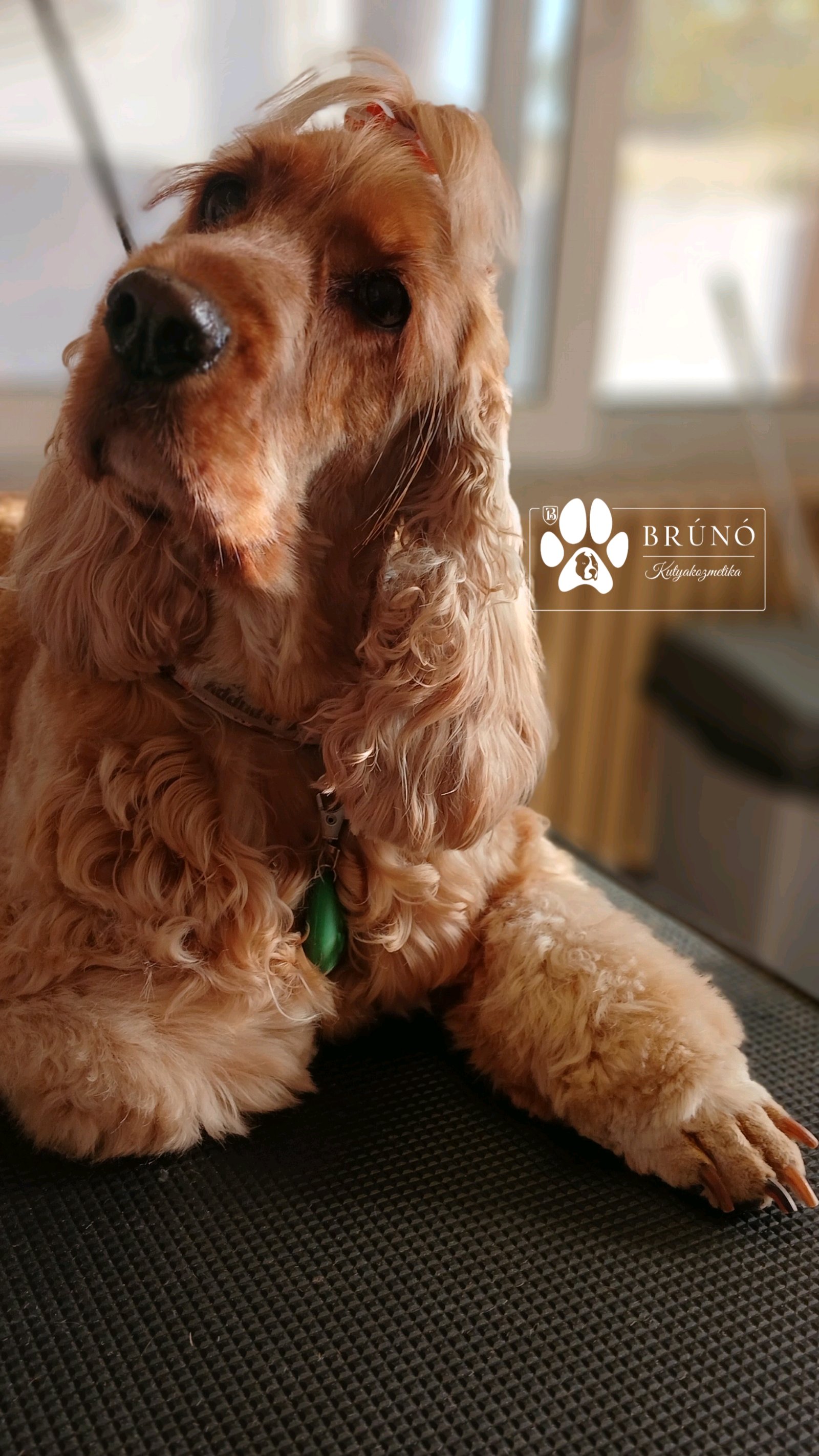 Brúnó Kutyakozmetika galéria