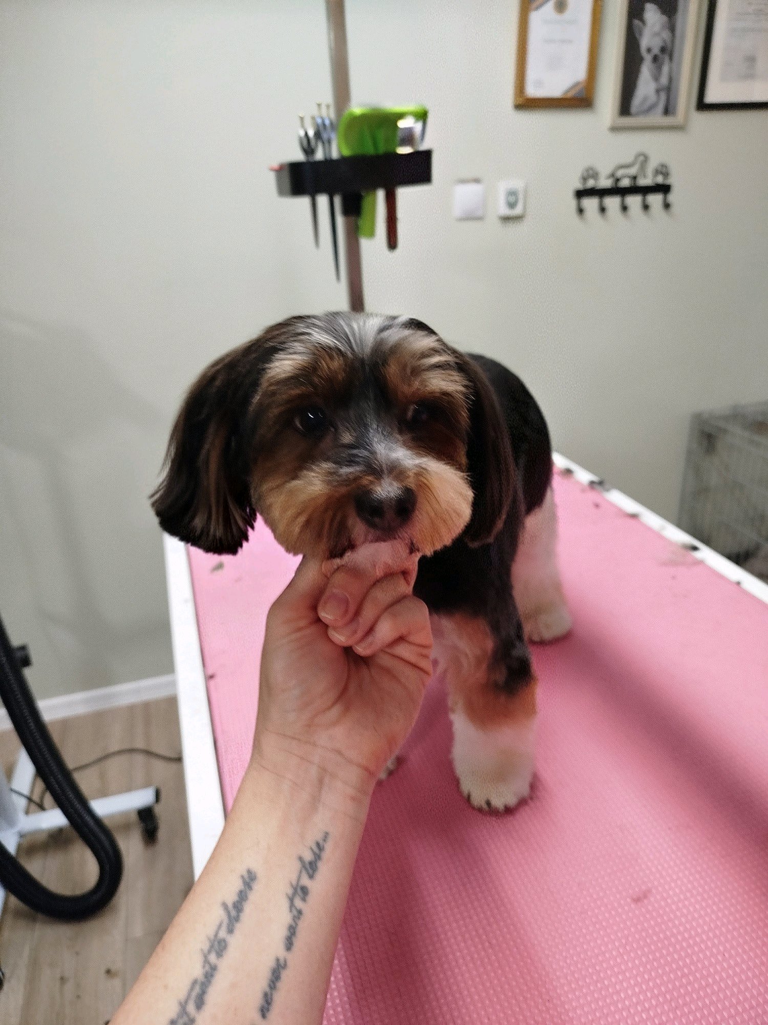 LegszEBb Kutyakozmetika