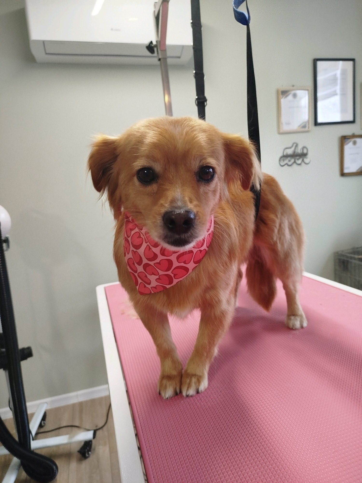 LegszEBb Kutyakozmetika galéria