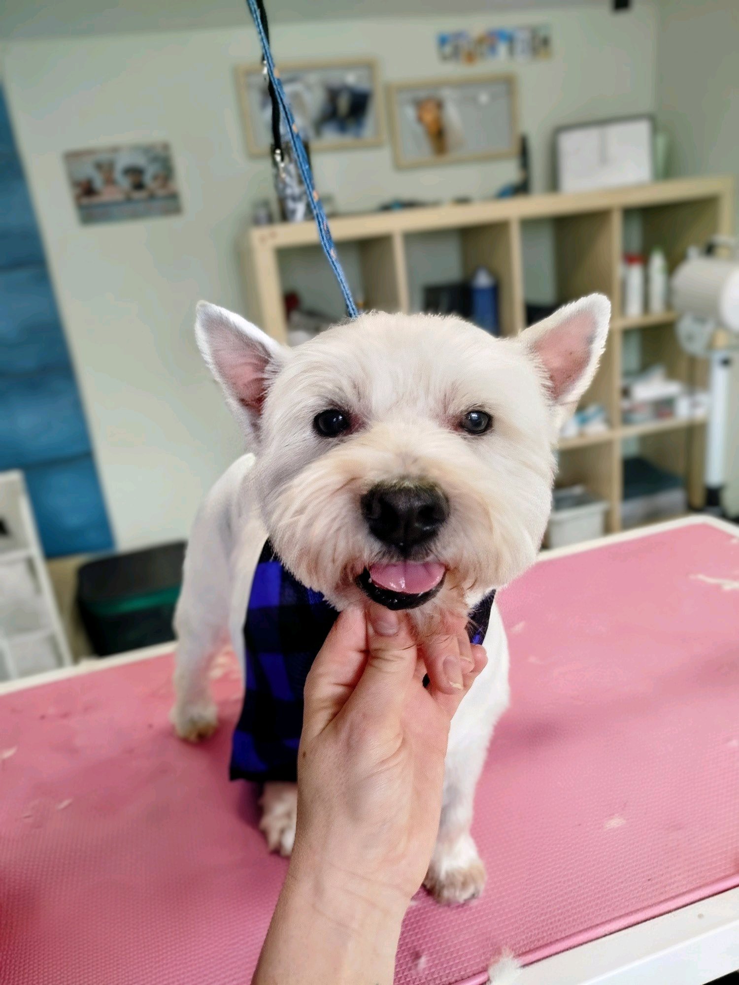 LegszEBb Kutyakozmetika galéria