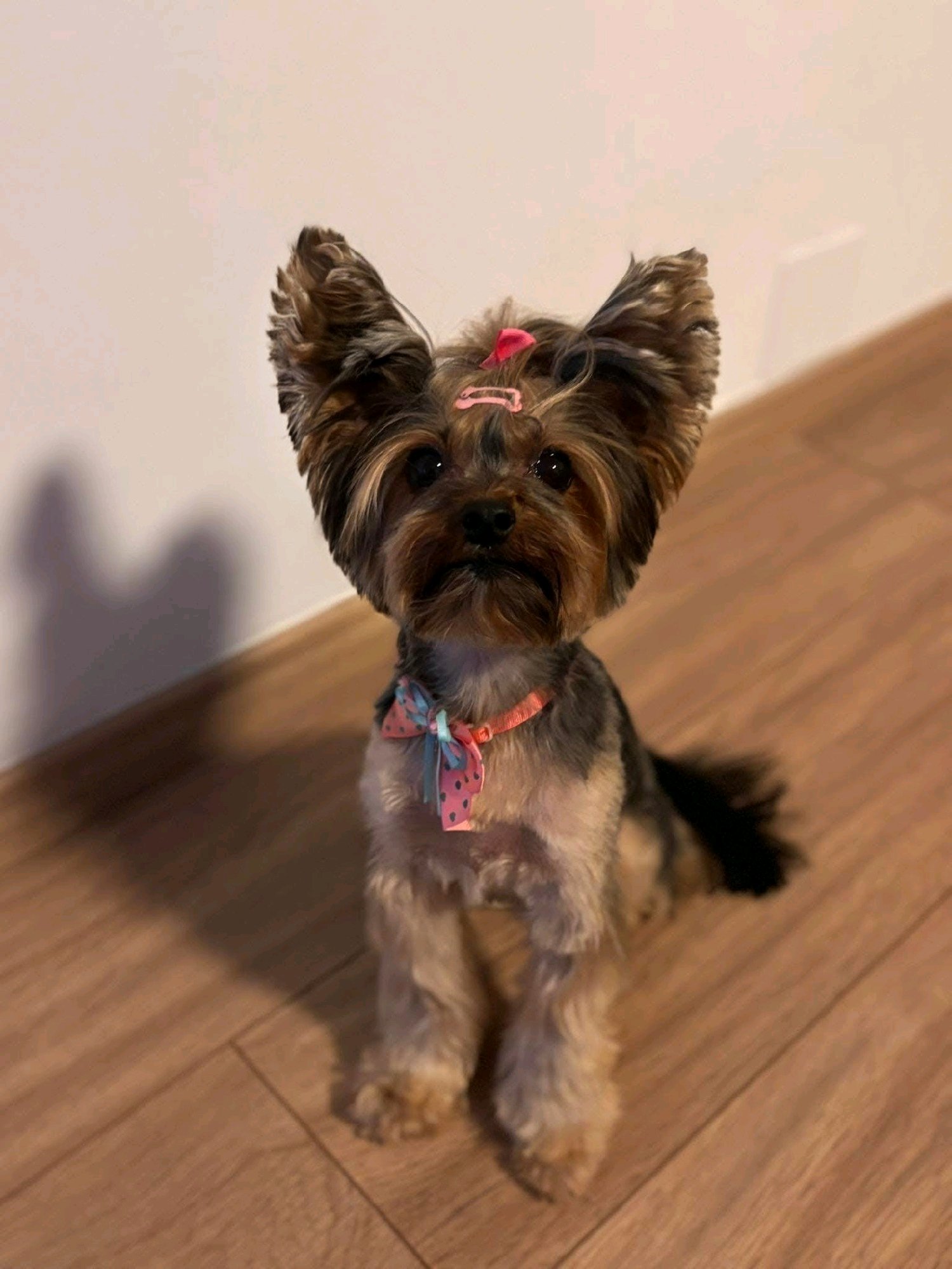 LegszEBb Kutyakozmetika galéria