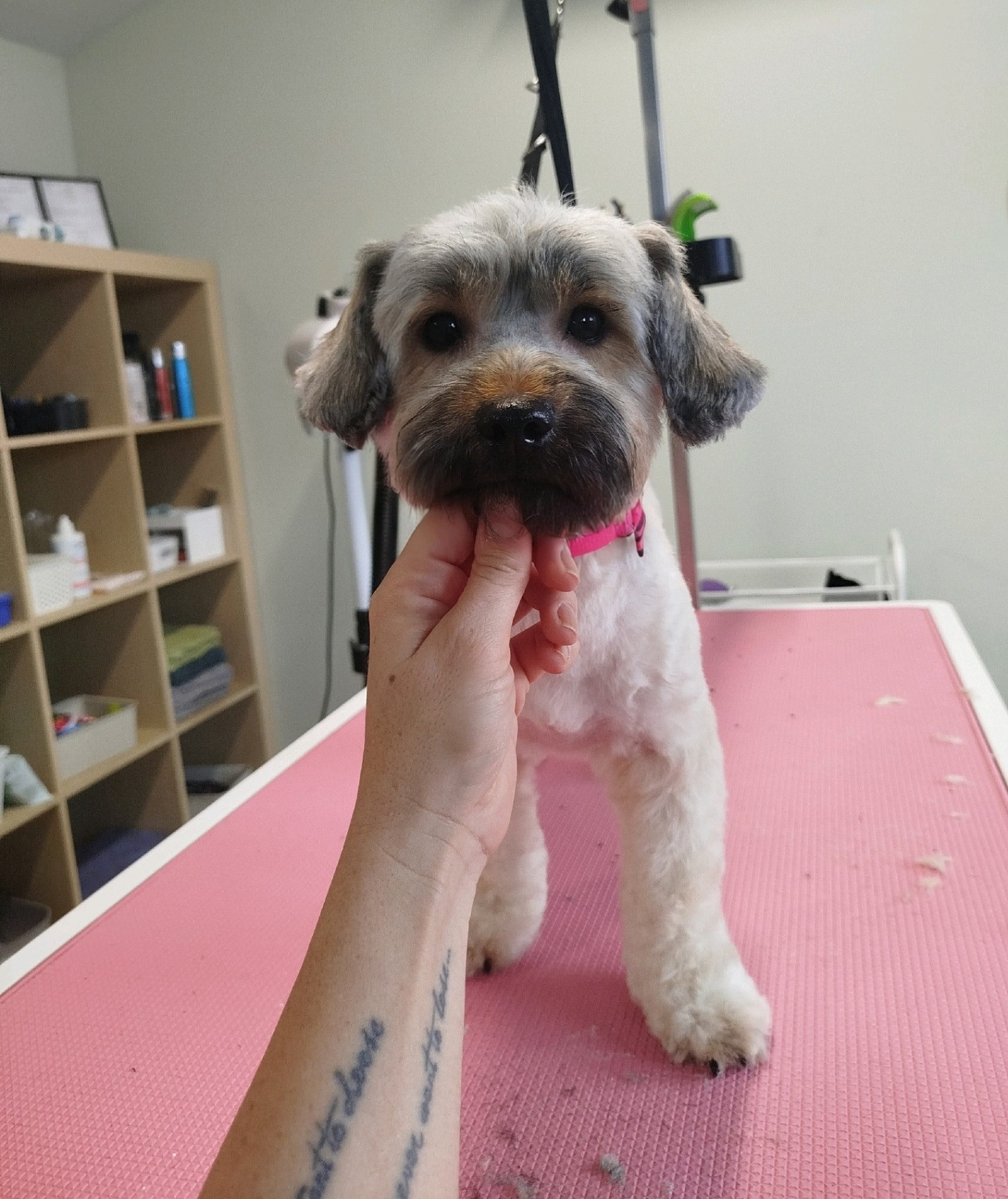 LegszEBb Kutyakozmetika galéria