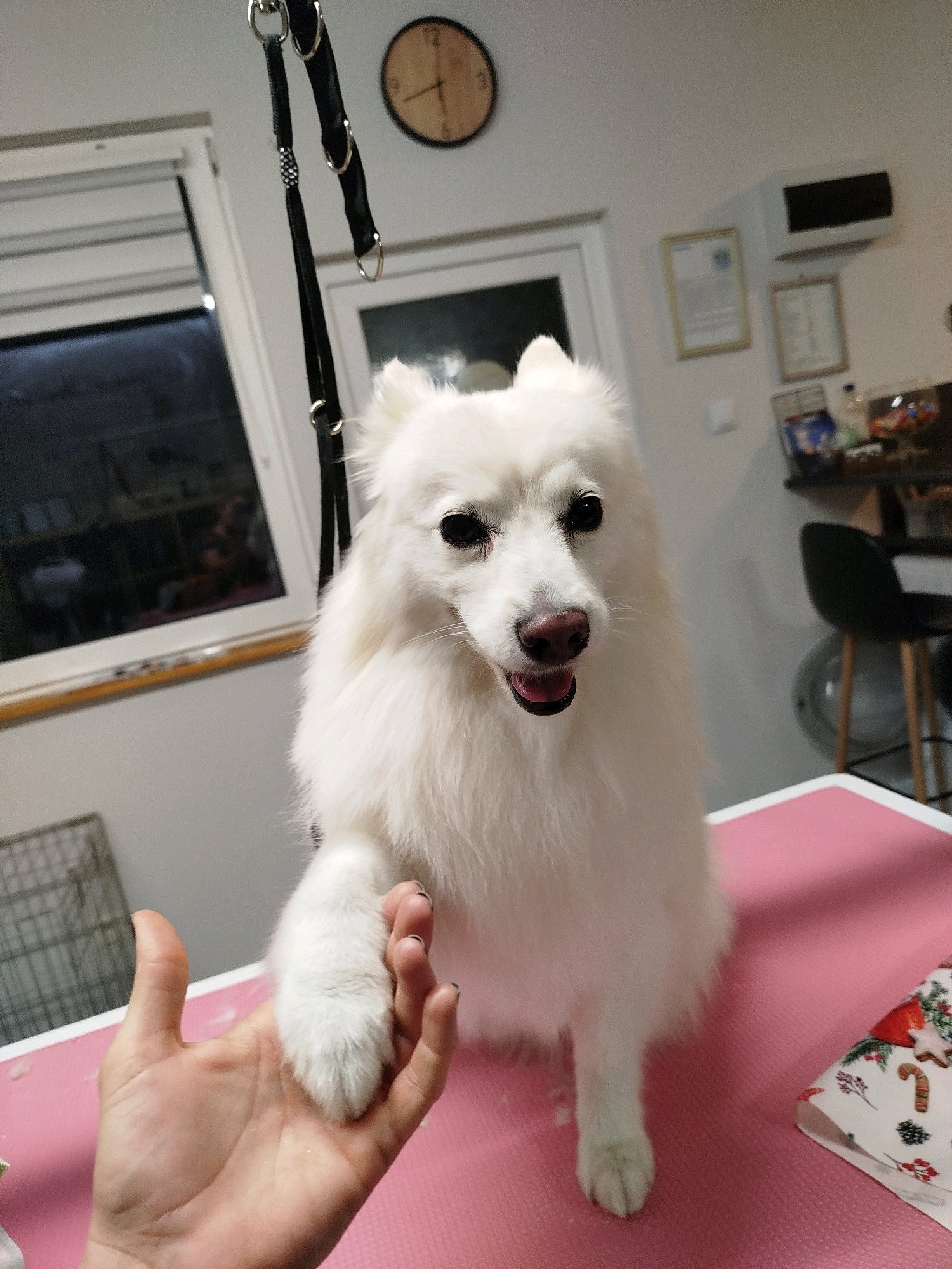 LegszEBb Kutyakozmetika galéria