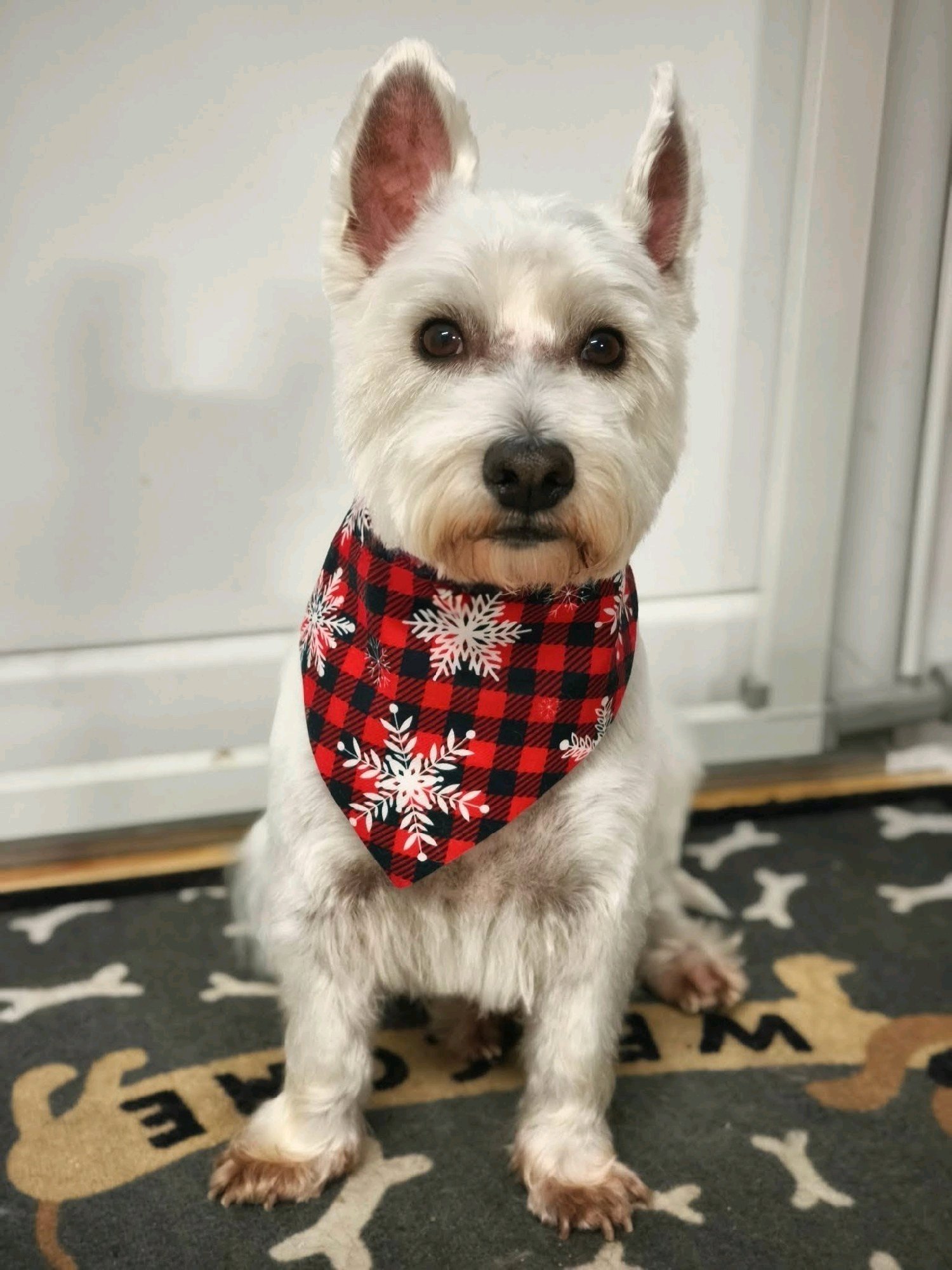 LegszEBb Kutyakozmetika galéria