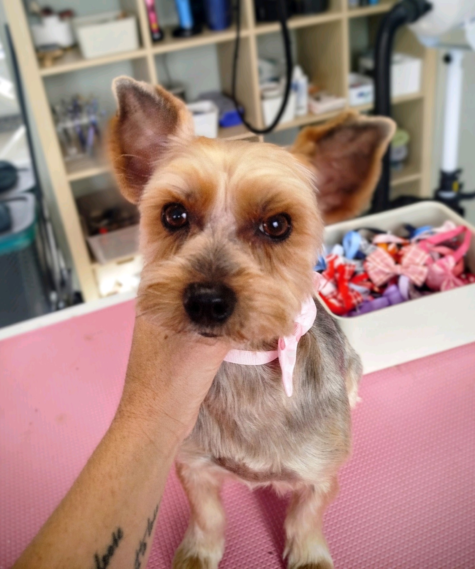 LegszEBb Kutyakozmetika galéria