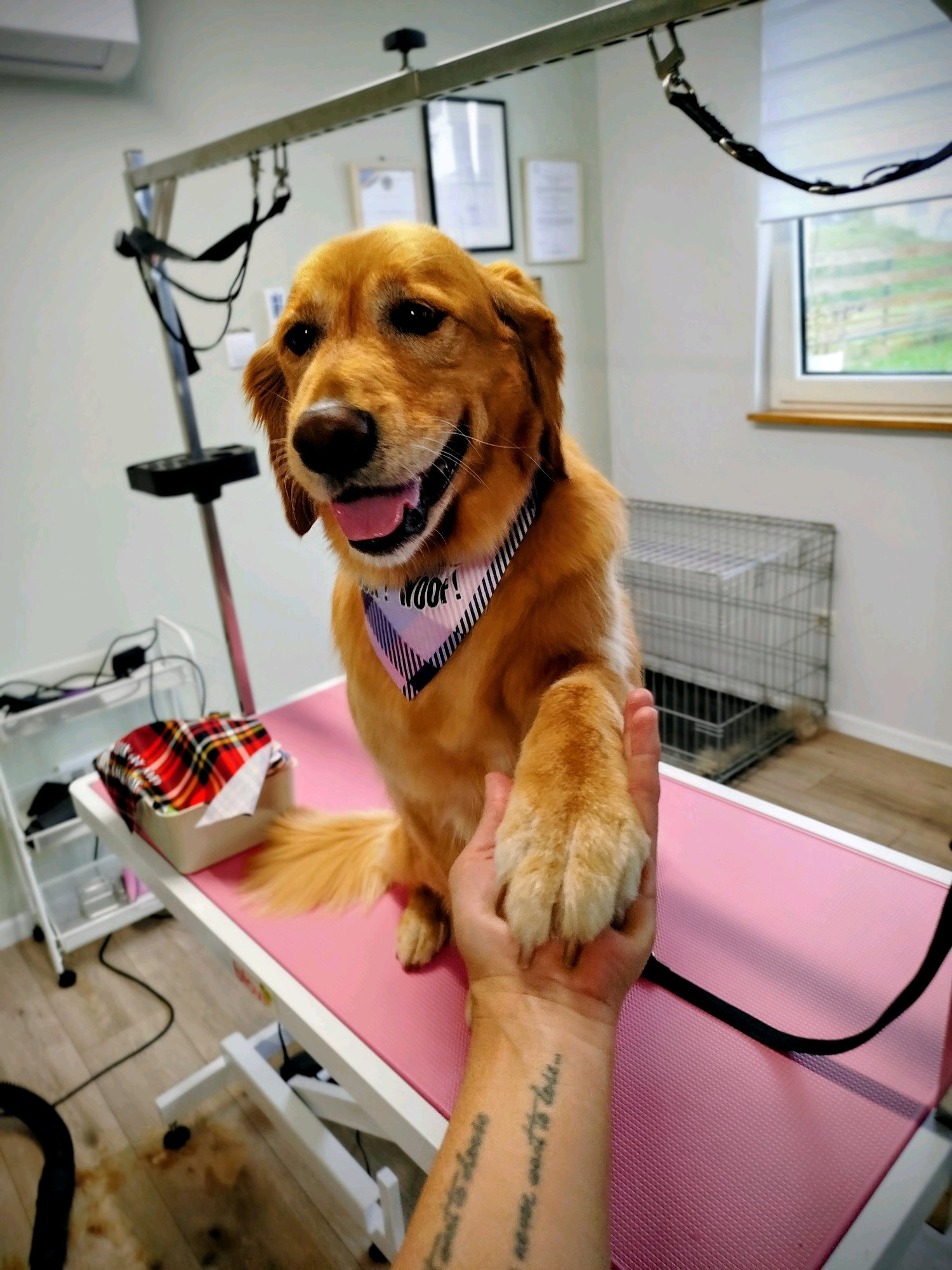 LegszEBb Kutyakozmetika galéria