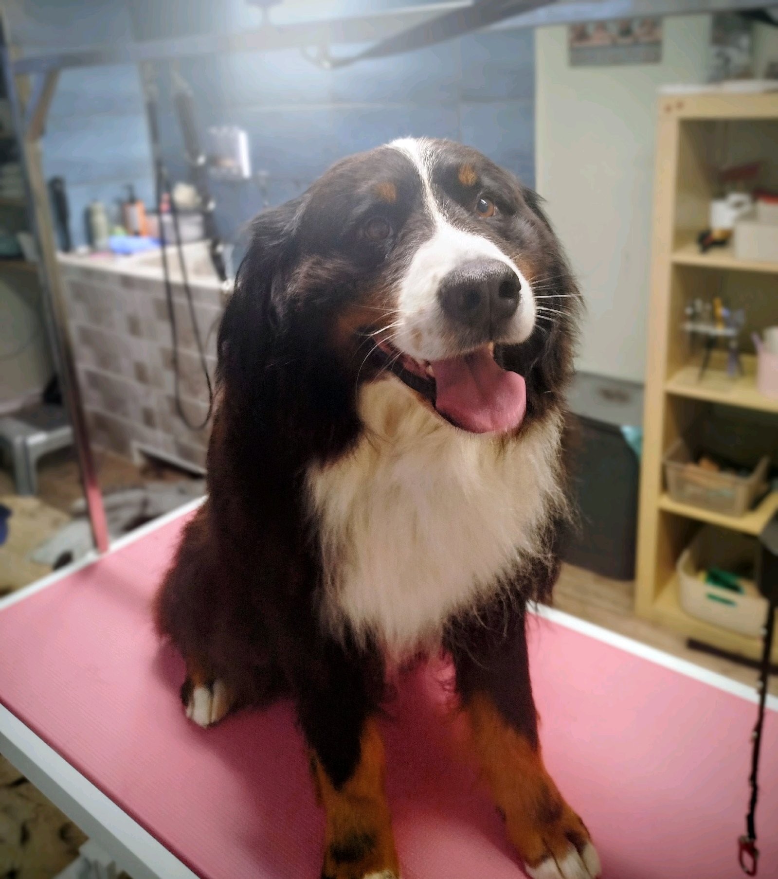 LegszEBb Kutyakozmetika galéria