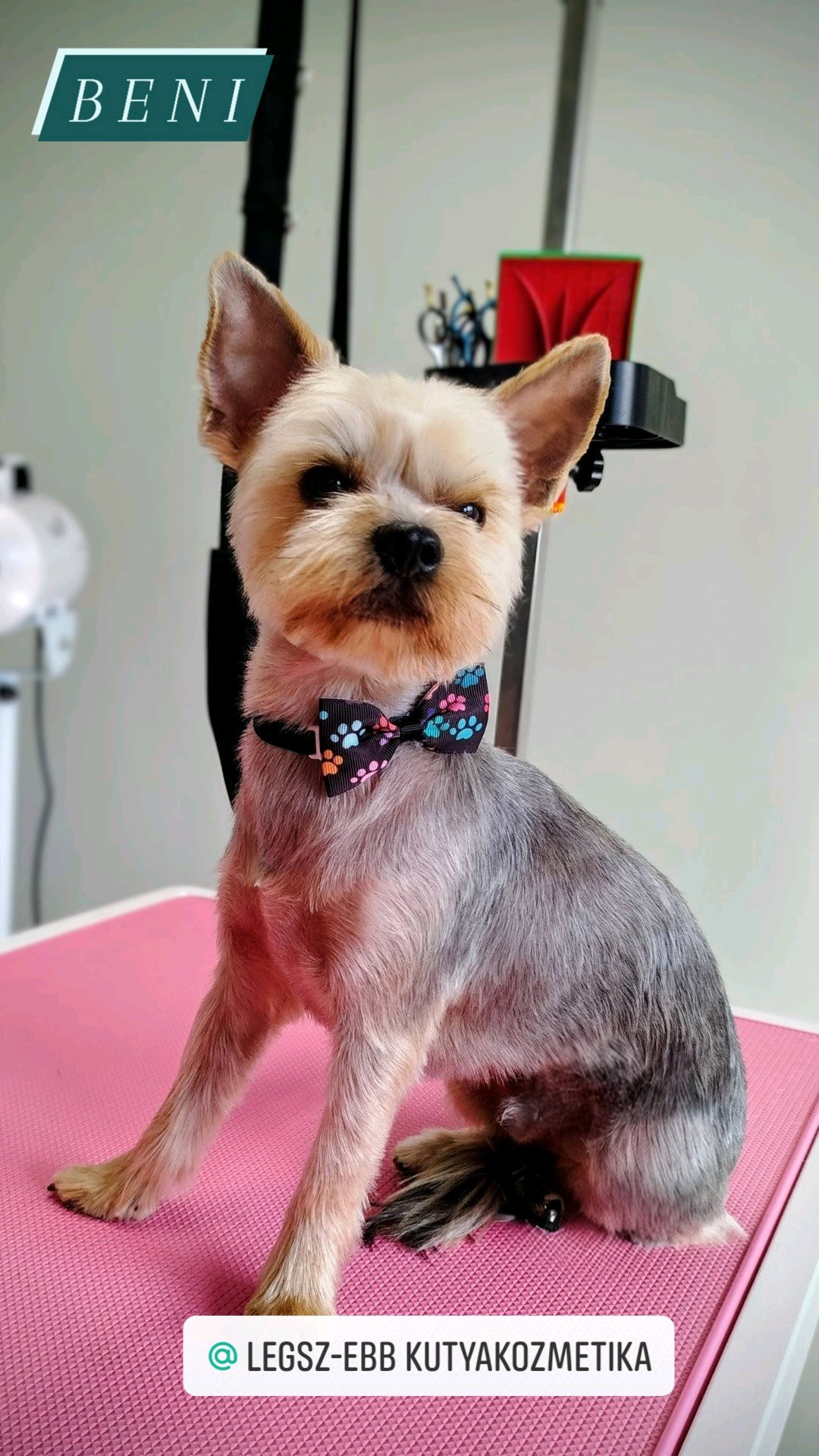 LegszEBb Kutyakozmetika galéria