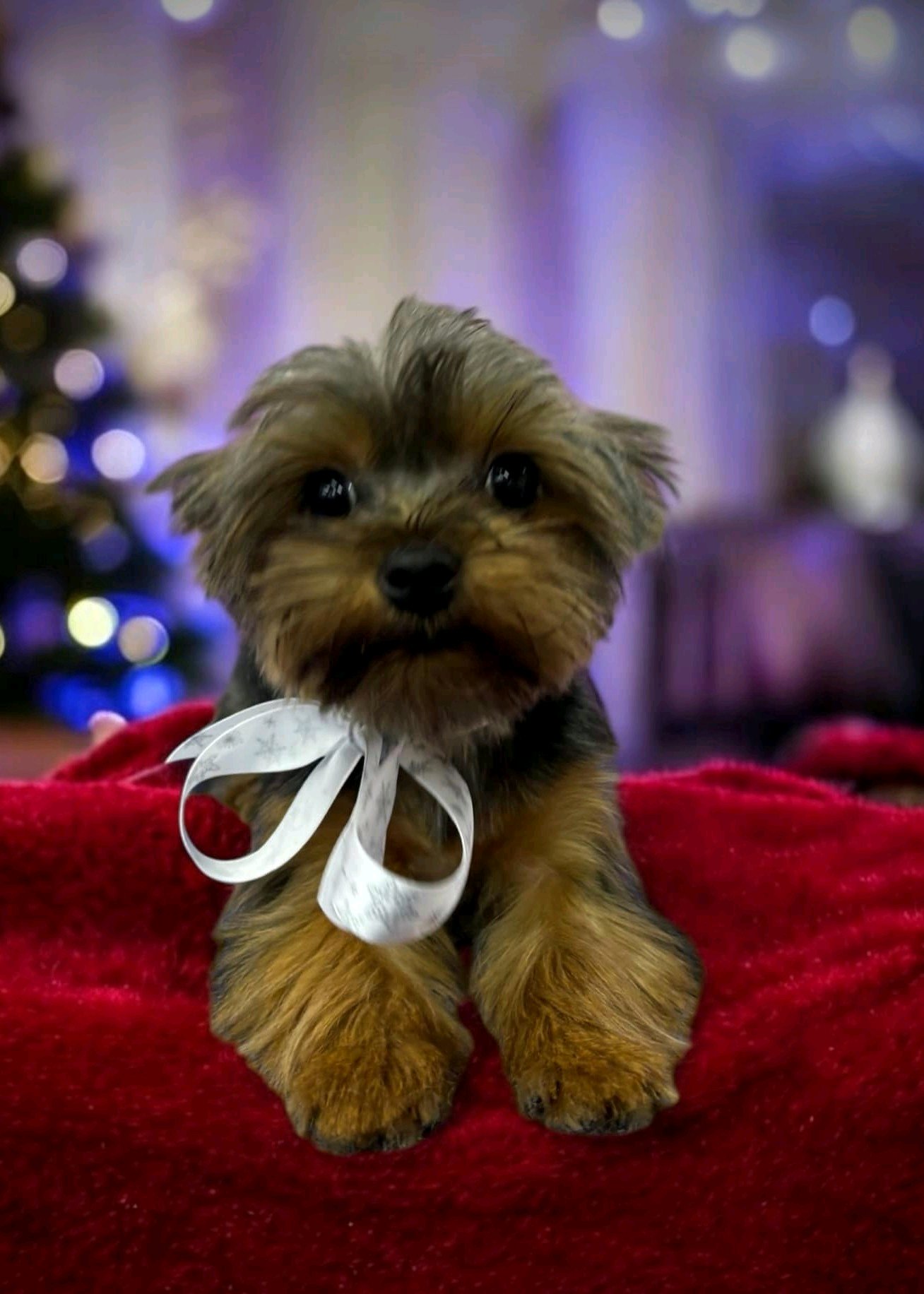 LegszEBb Kutyakozmetika galéria