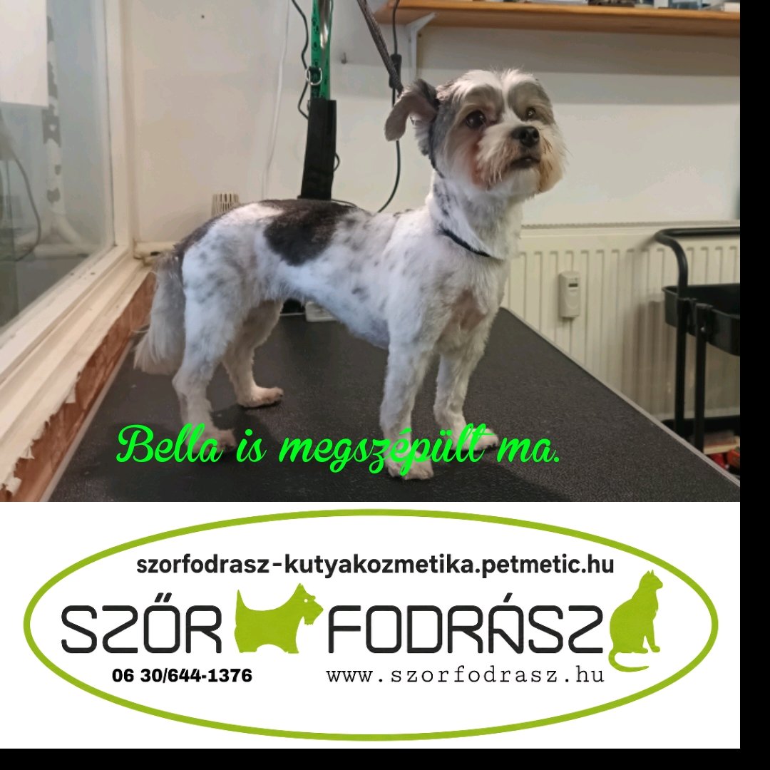 Szőrfodrász galéria