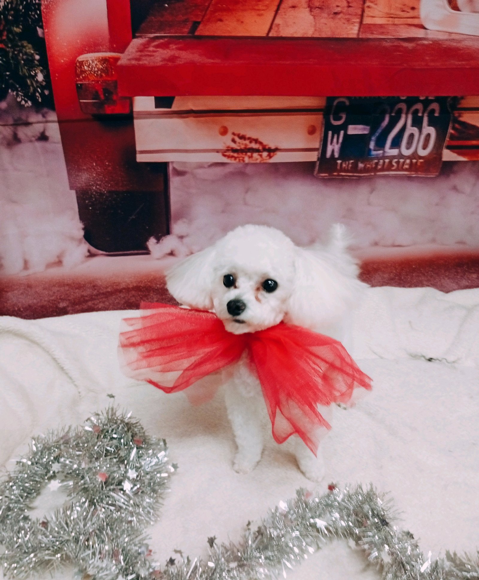 Bully kutyakozmetika/Szőrmoka kutyakozmetika