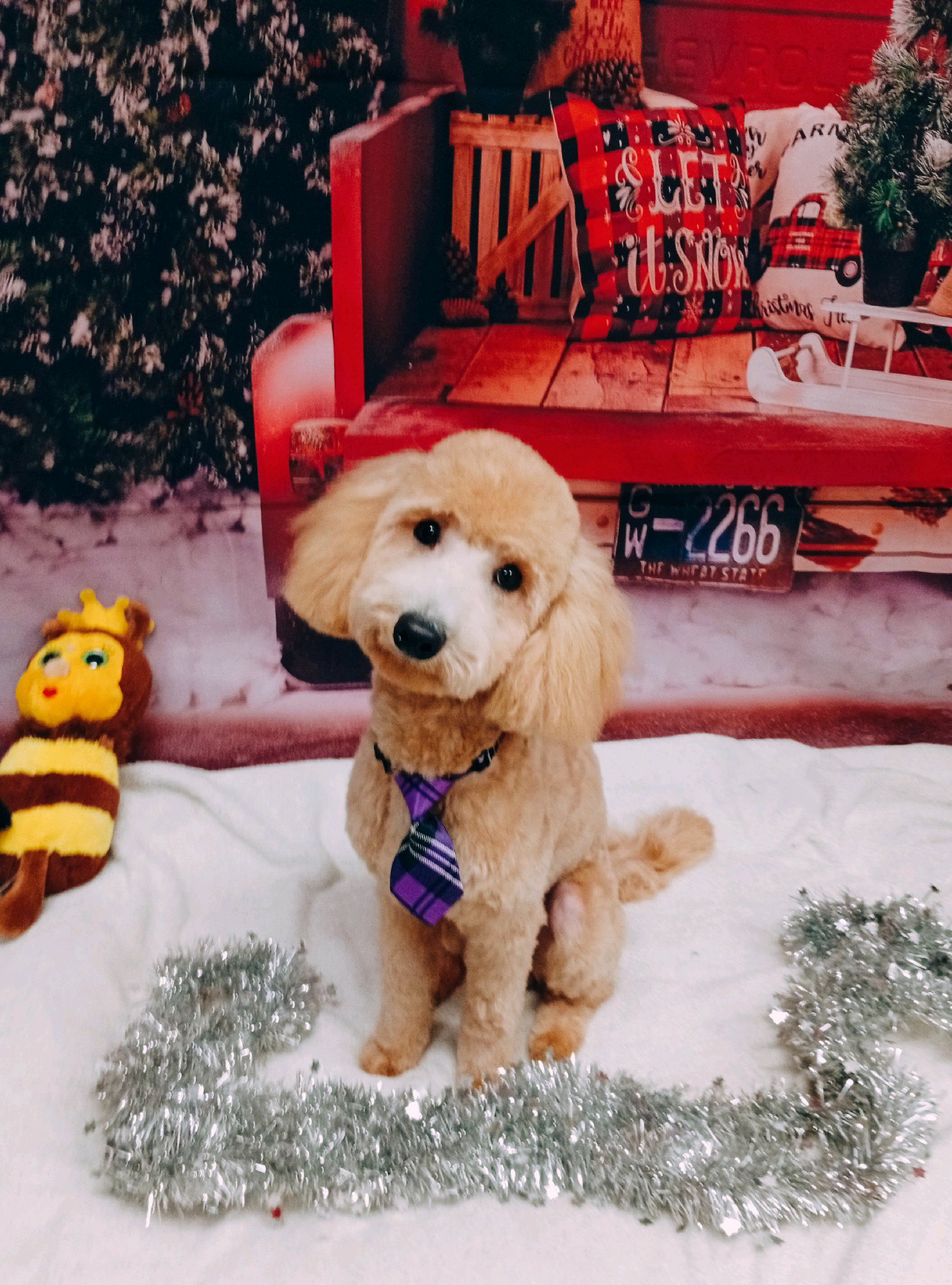 Bully kutyakozmetika/Szőrmoka kutyakozmetika galéria