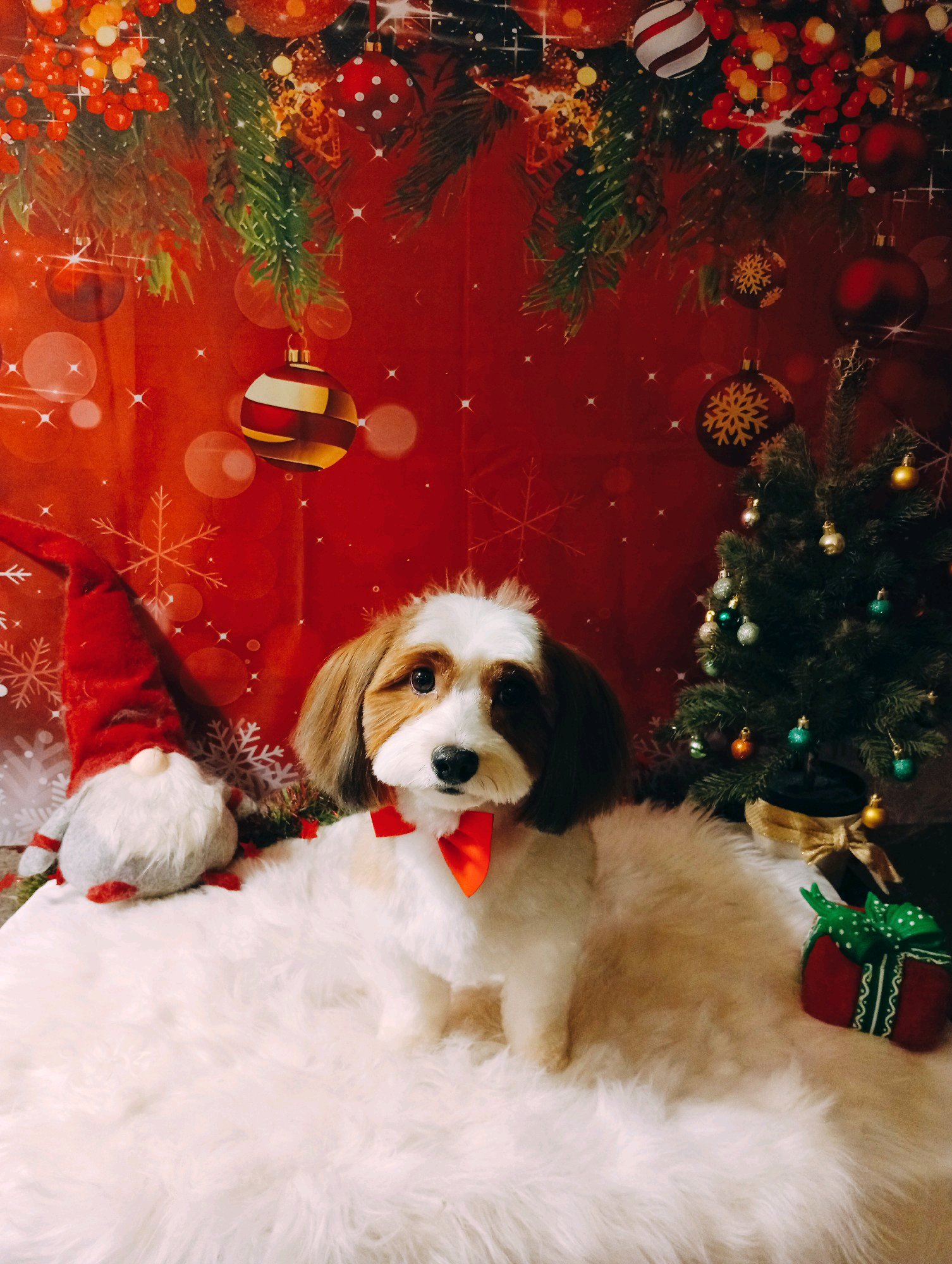 Bully kutyakozmetika/Szőrmoka kutyakozmetika galéria