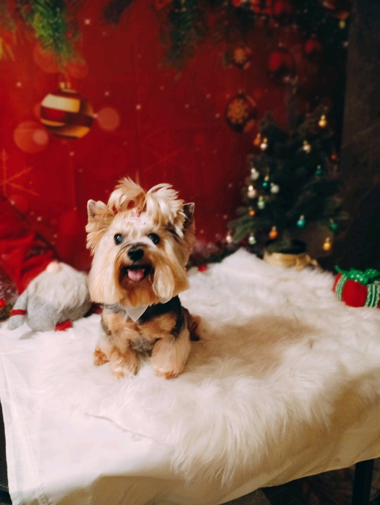 Bully kutyakozmetika/Szőrmoka kutyakozmetika galéria