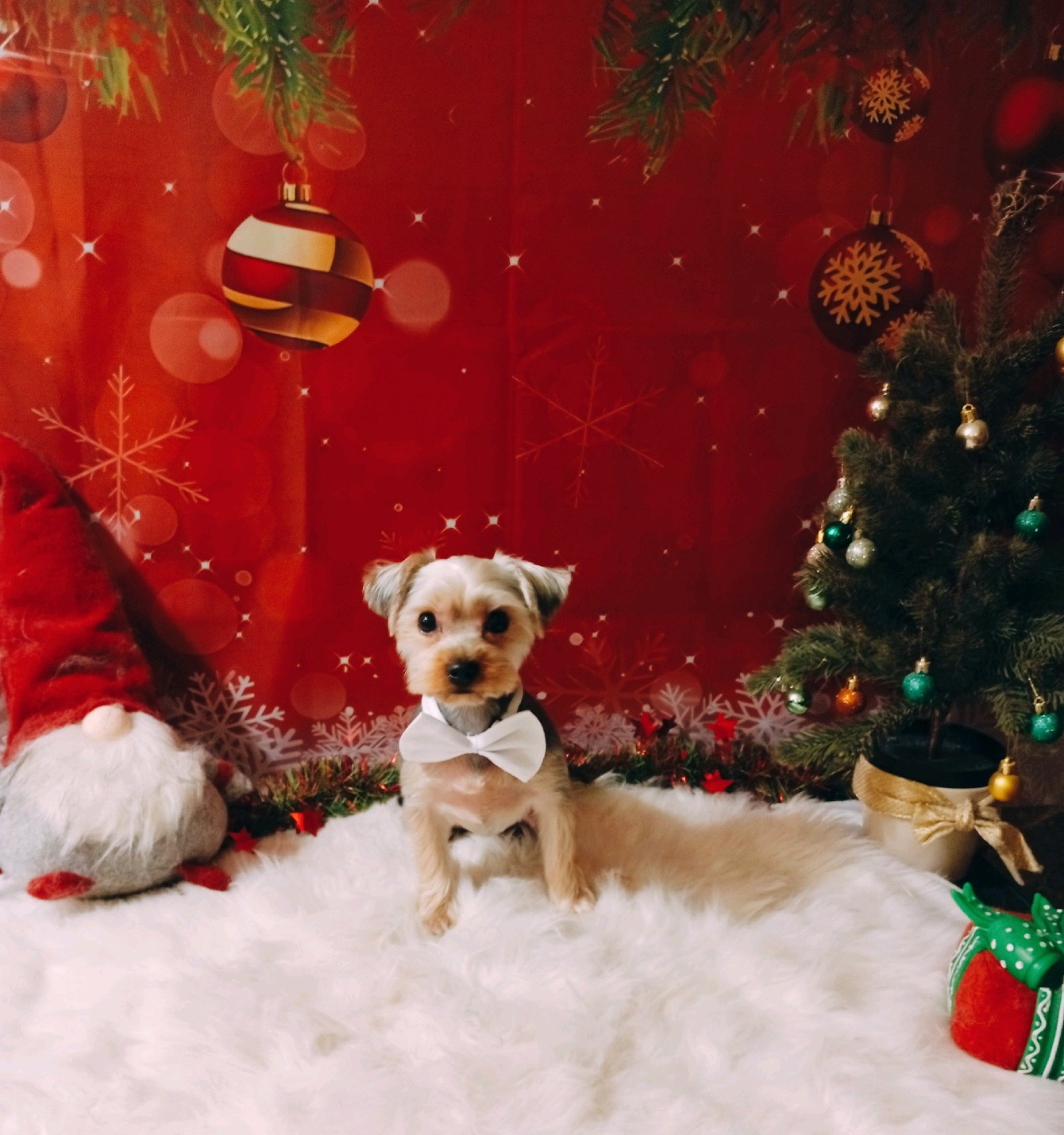 Bully kutyakozmetika/Szőrmoka kutyakozmetika galéria